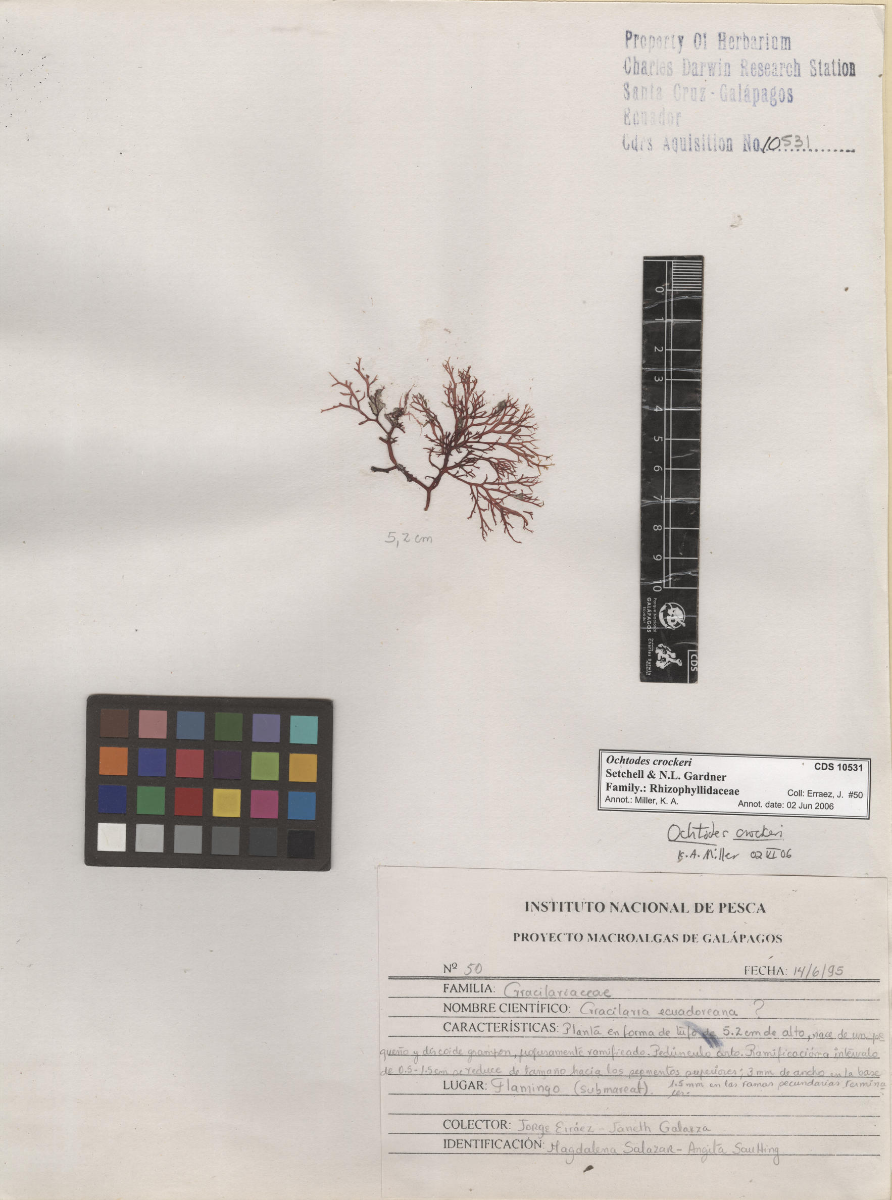  Ochtodes crockeri , CDS specimen herbarium. Photo: Bravo, L..