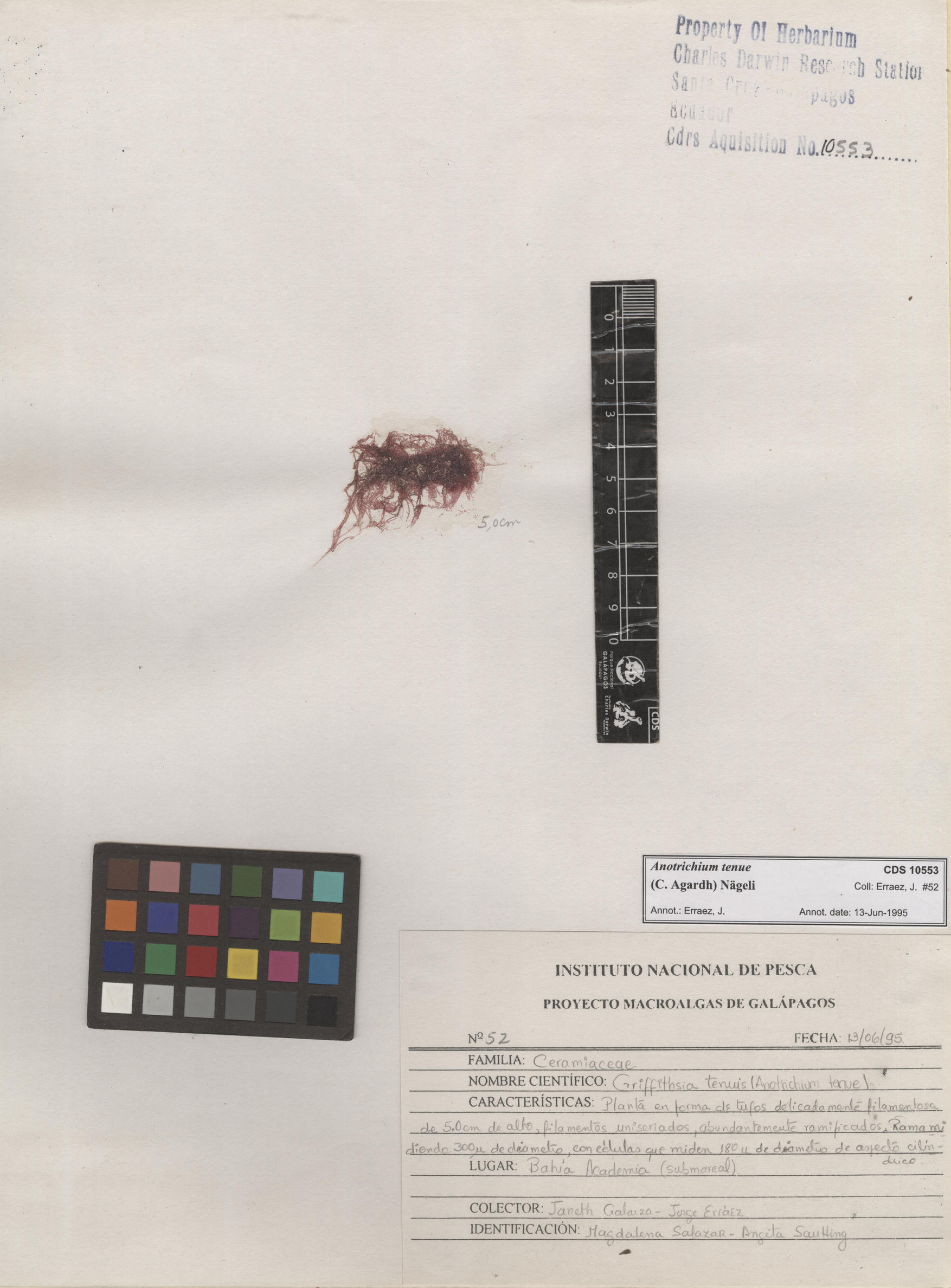  Anotrichium tenue , CDS specimen herbarium. Photo: Bravo, L..