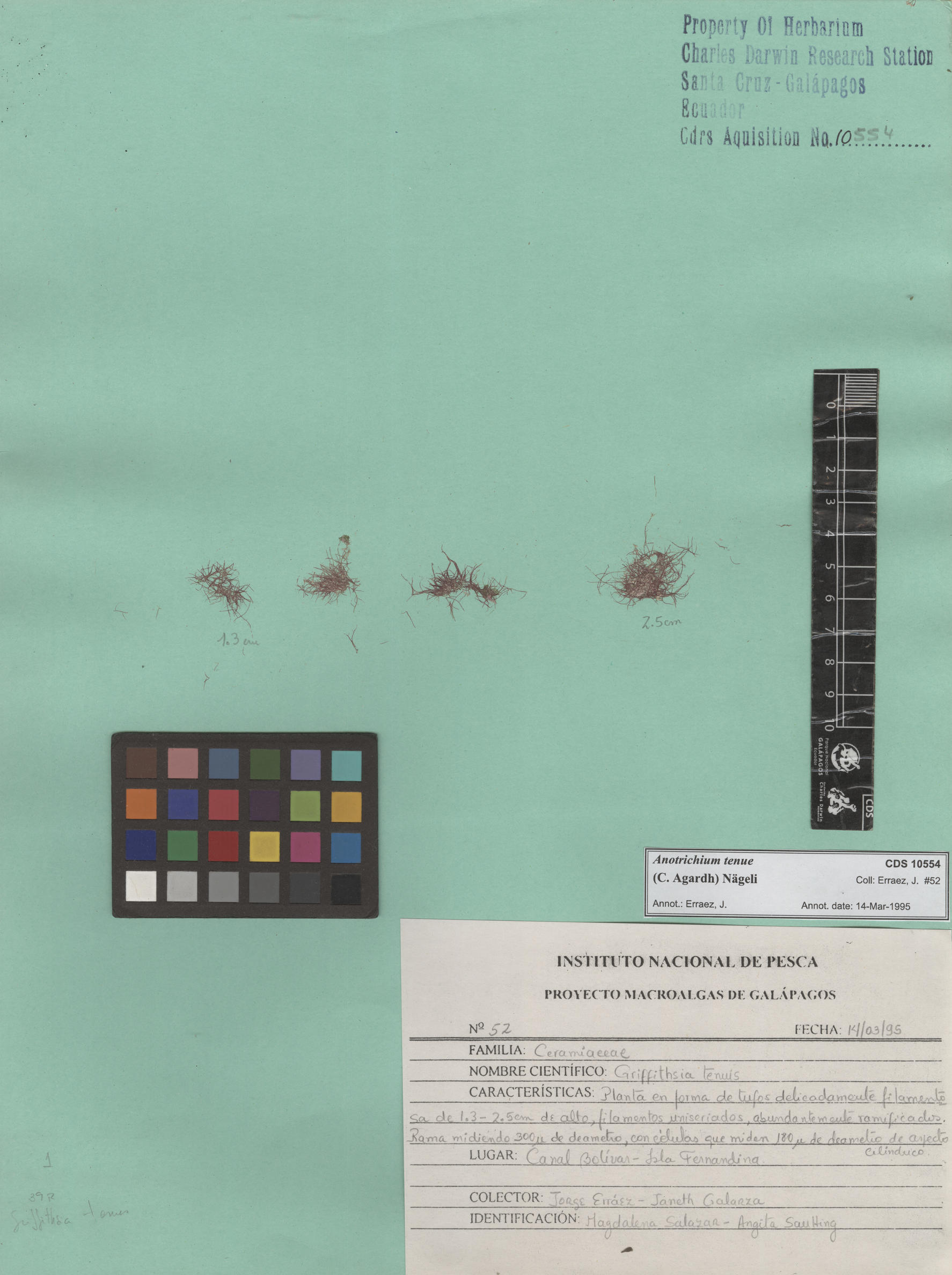  Anotrichium tenue , CDS specimen herbarium. Photo: Bravo, L..