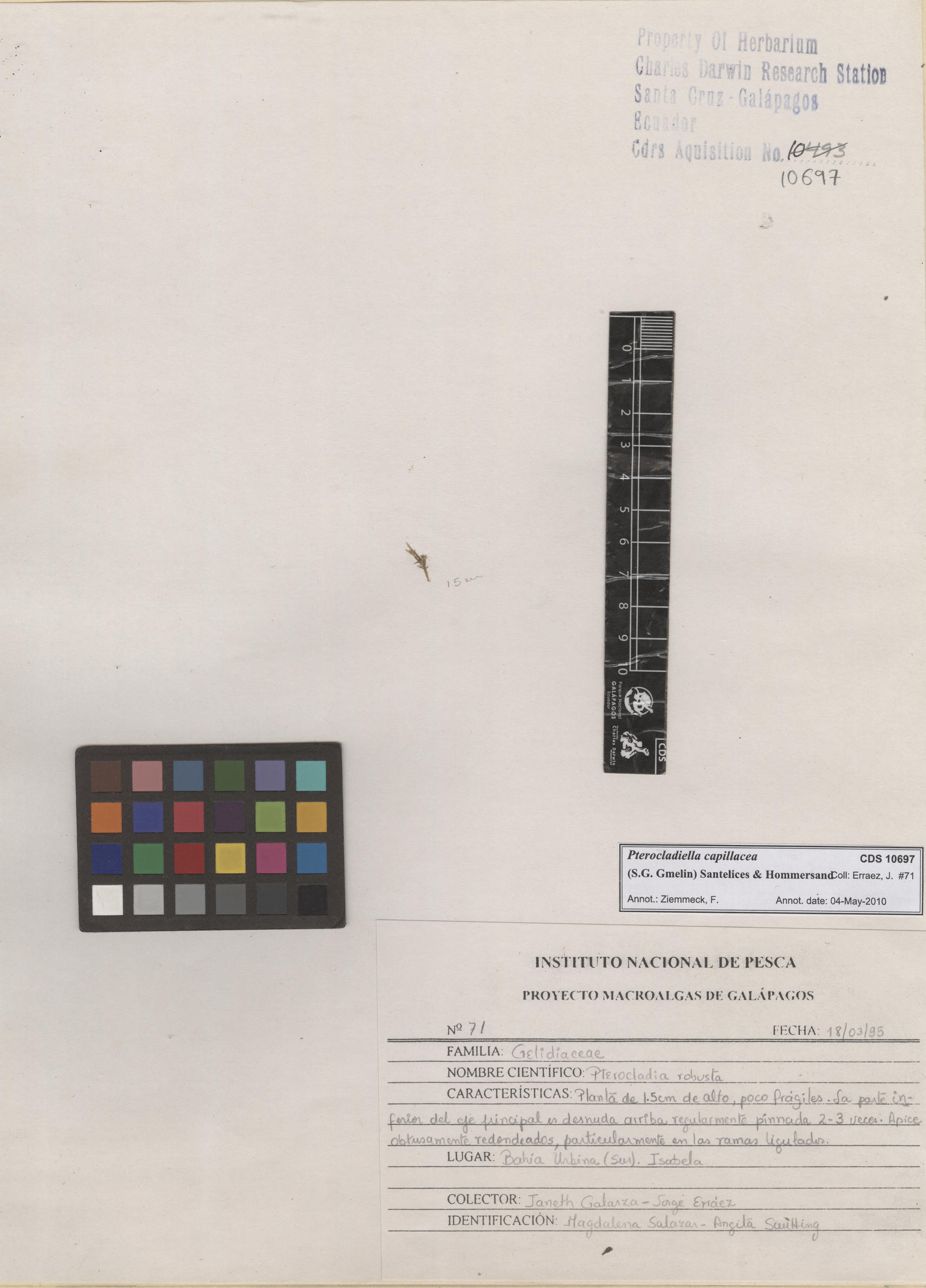 Pterocladiella capillacea , CDS especimen de herbario. Foto: Bravo, L..
