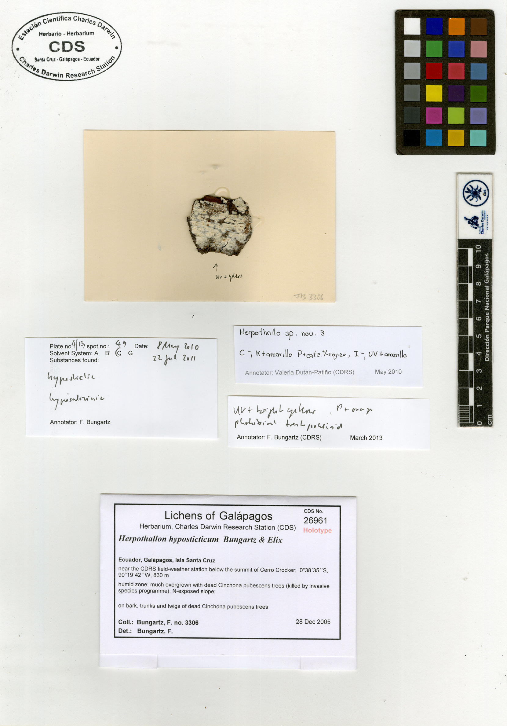 Herpothallon hyposticticum type specimen Photo: CDS.