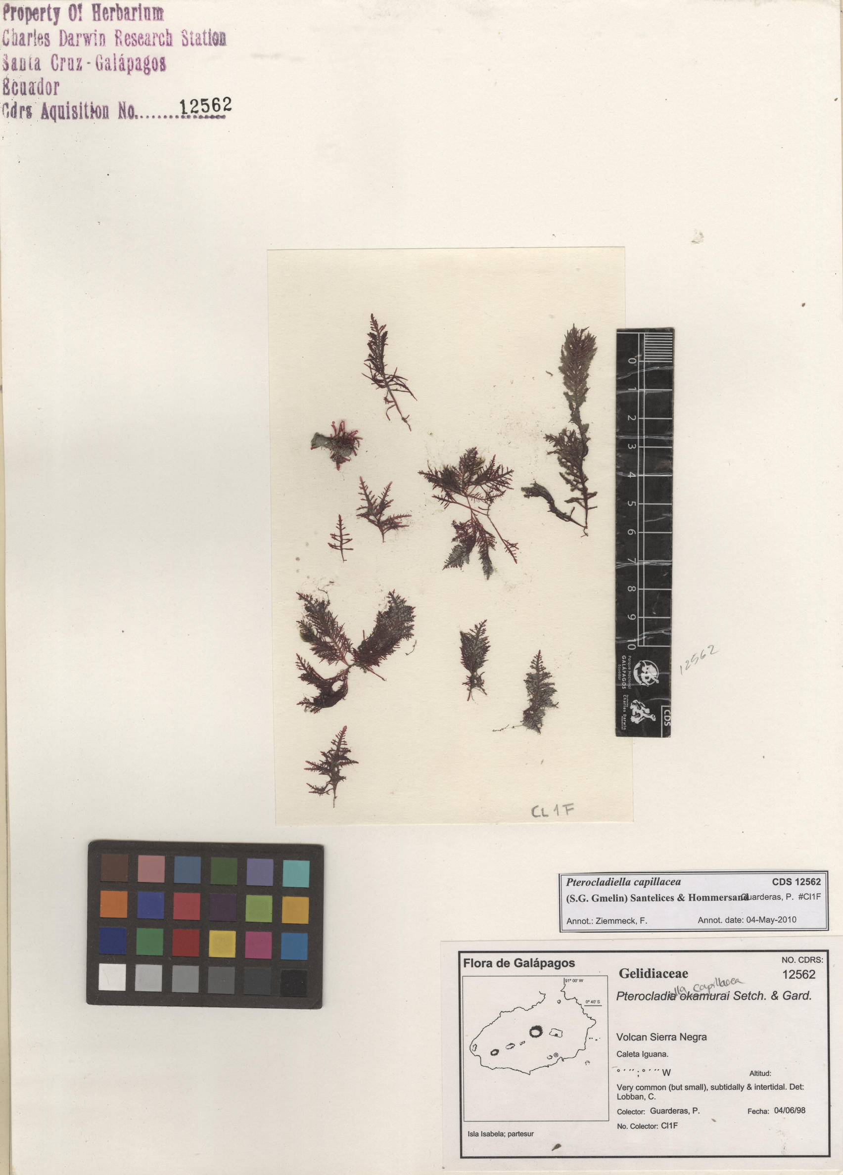 Pterocladiella capillacea , CDS especimen de herbario. Foto: Bravo, L..