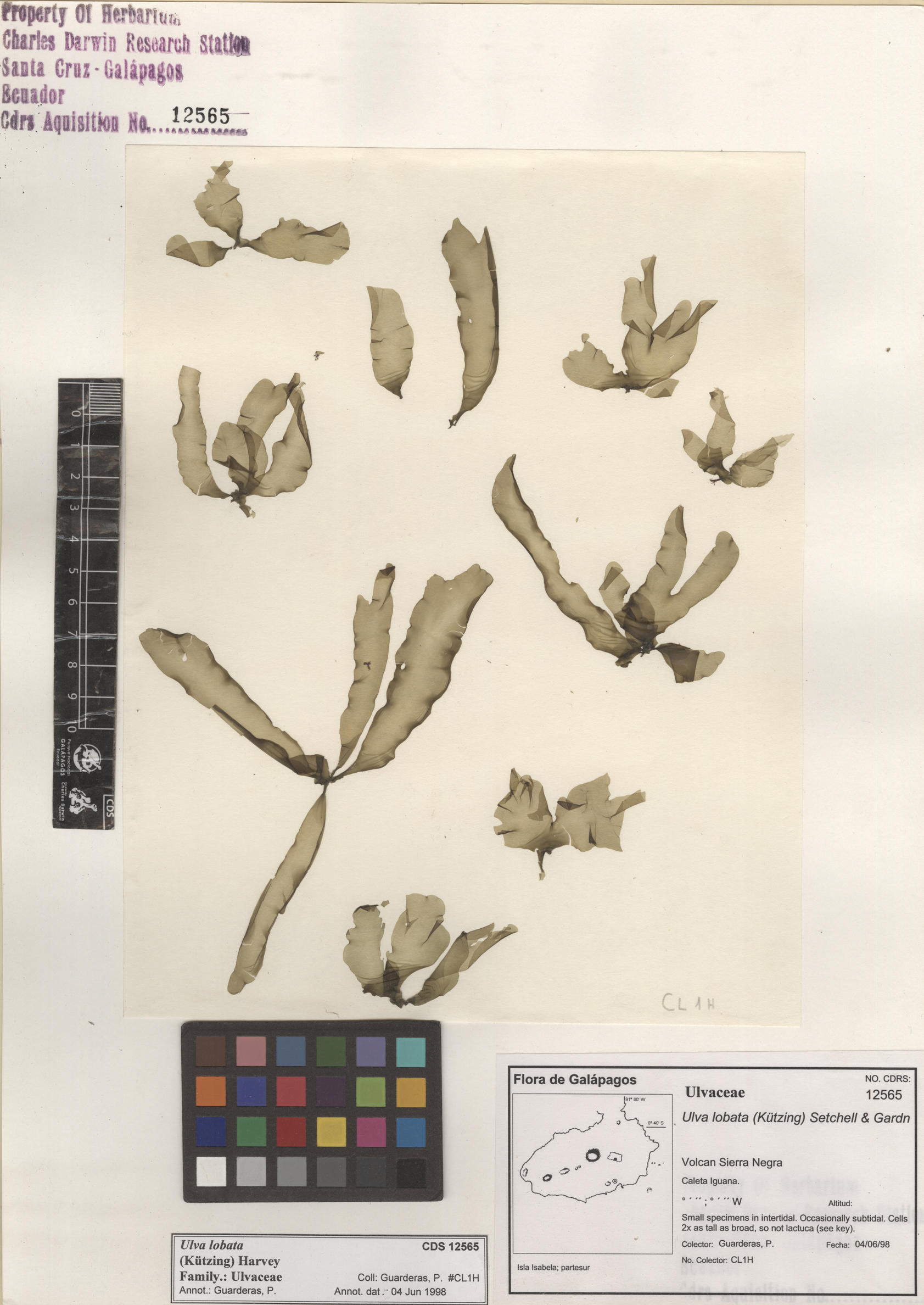  Ulva lobata , CDS specimen herbarium. Photo: Bravo, L..