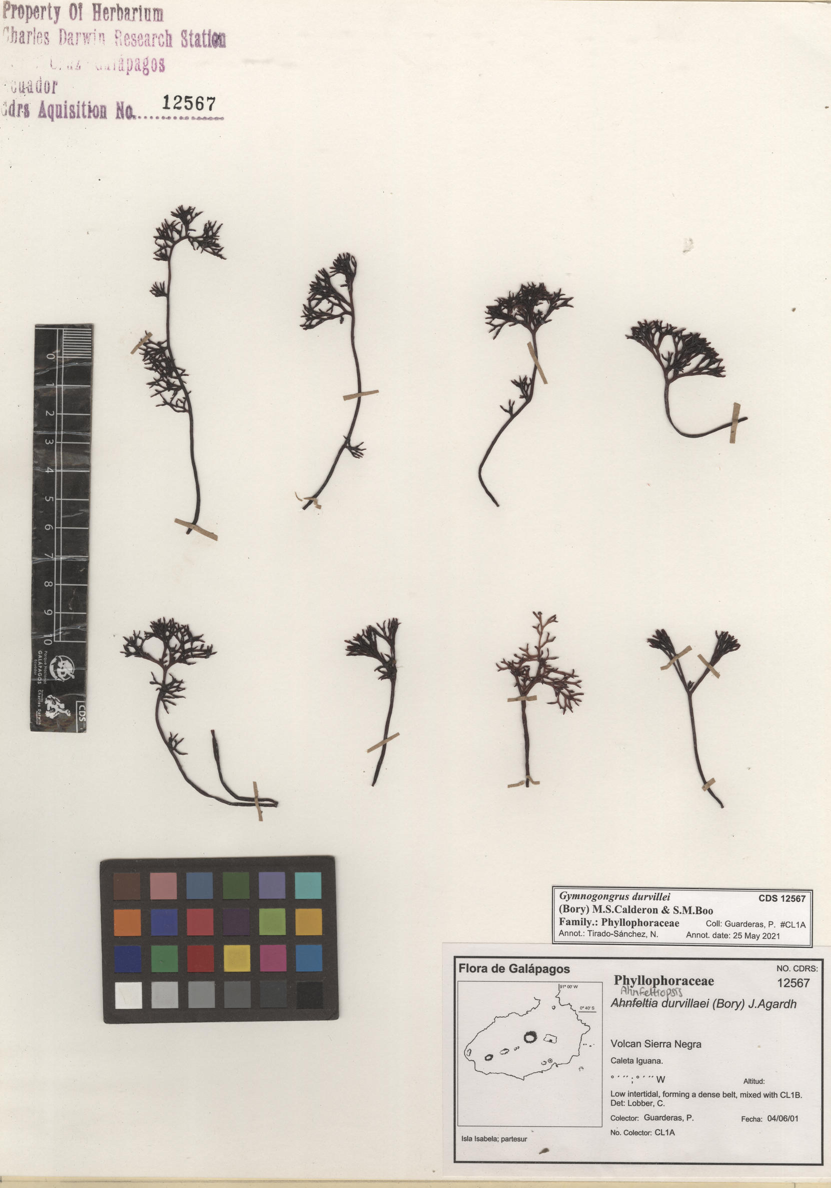 Gymnogongrus durvillei , CDS especimen de herbario. Foto: Bravo, L..