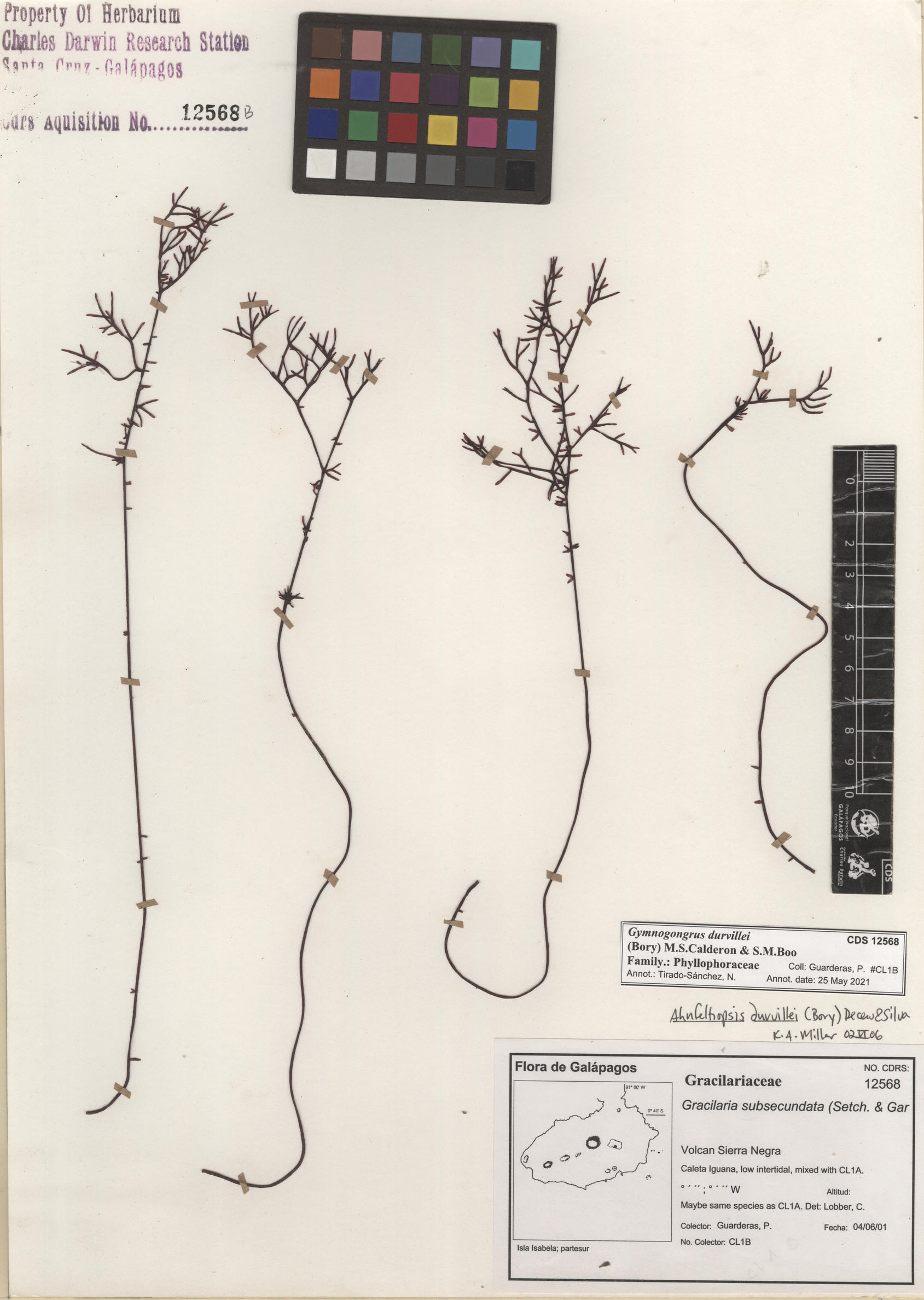 Gymnogongrus durvillei , CDS especimen de herbario. Foto: Bravo, L..
