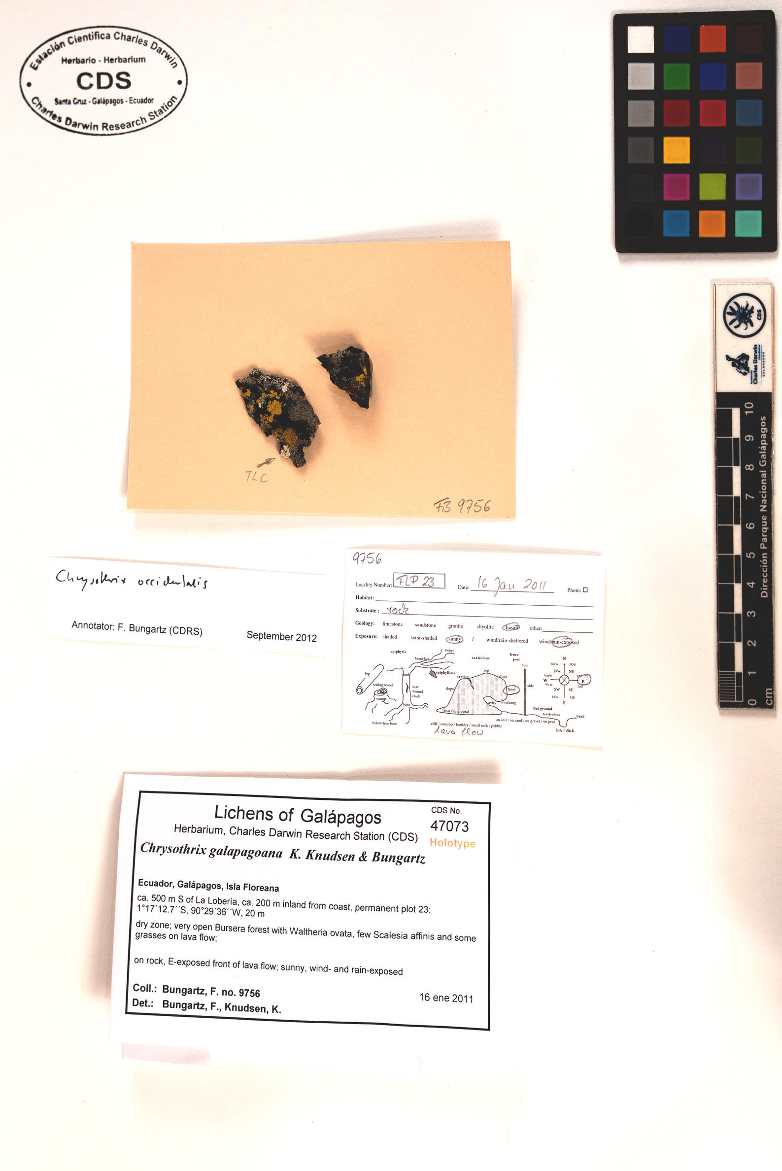 Chrysothrix galapagoana type specimen Photo: CDS.