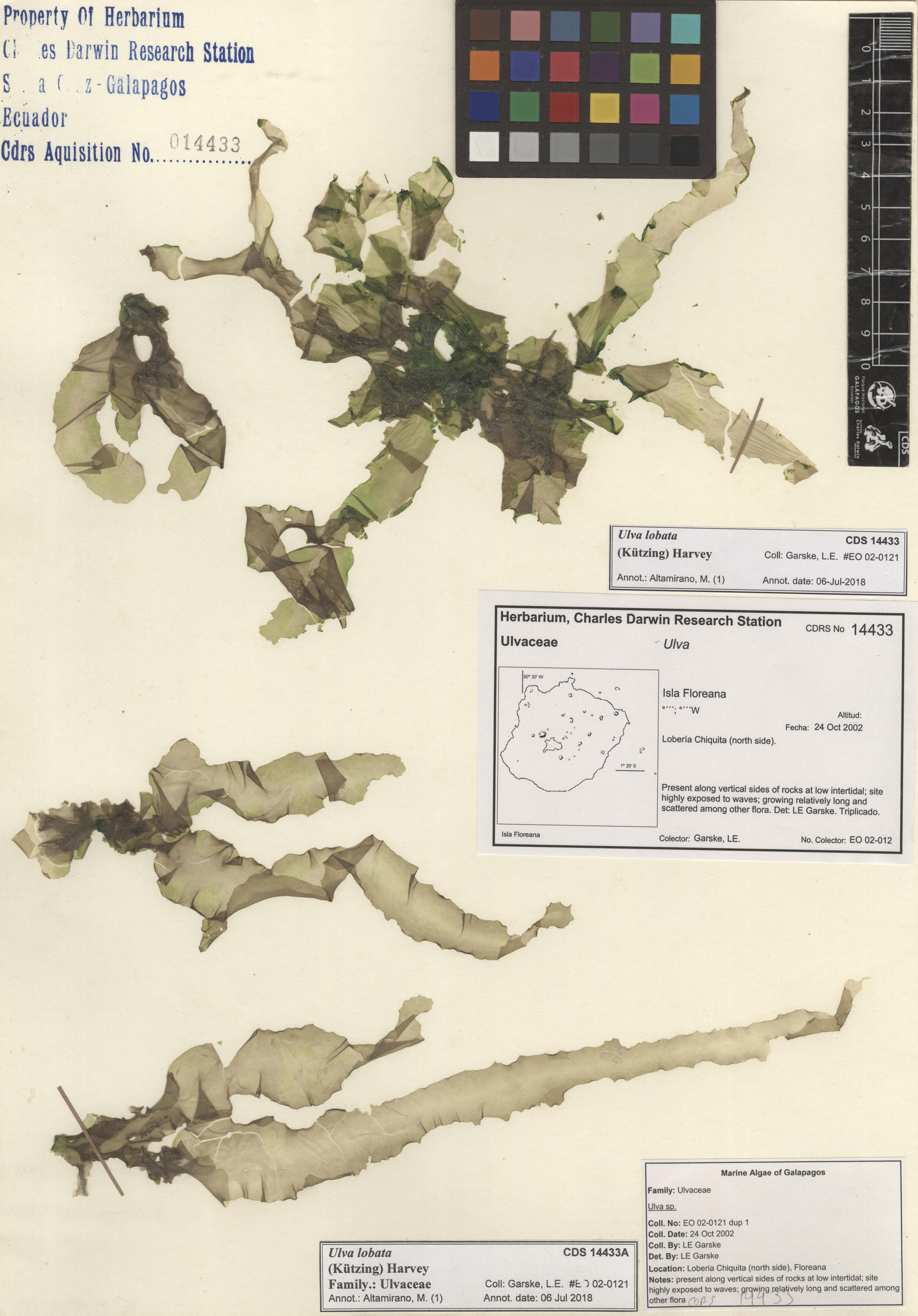  Ulva lobata , CDS specimen herbarium. Photo: Bravo, L..