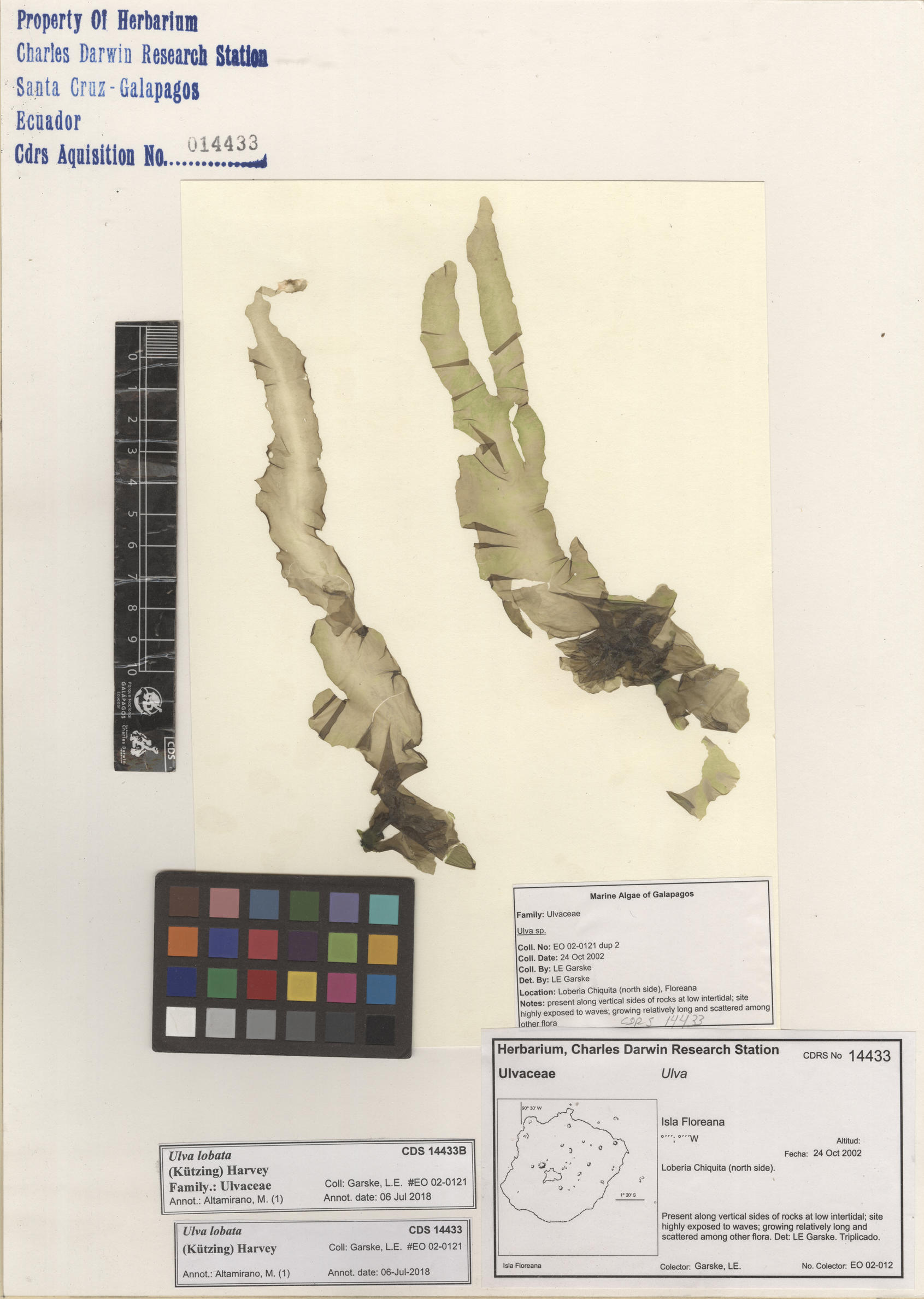  Ulva lobata , CDS specimen herbarium. Photo: Bravo, L..