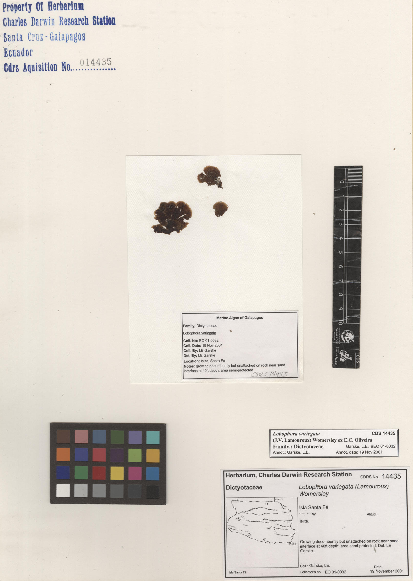 Lobophora variegata , CDS specimen herbarium. Photo: Bravo, L..