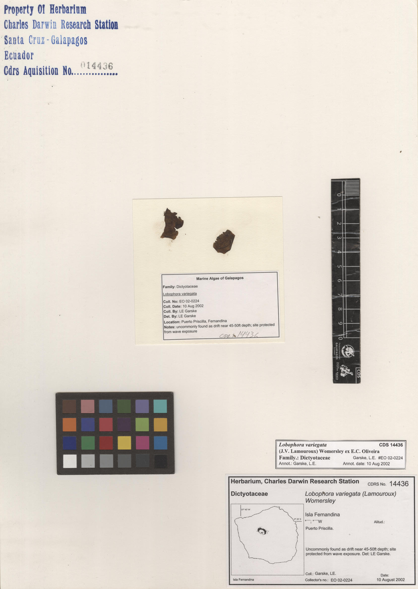 Lobophora variegata , CDS specimen herbarium. Photo: Bravo, L..
