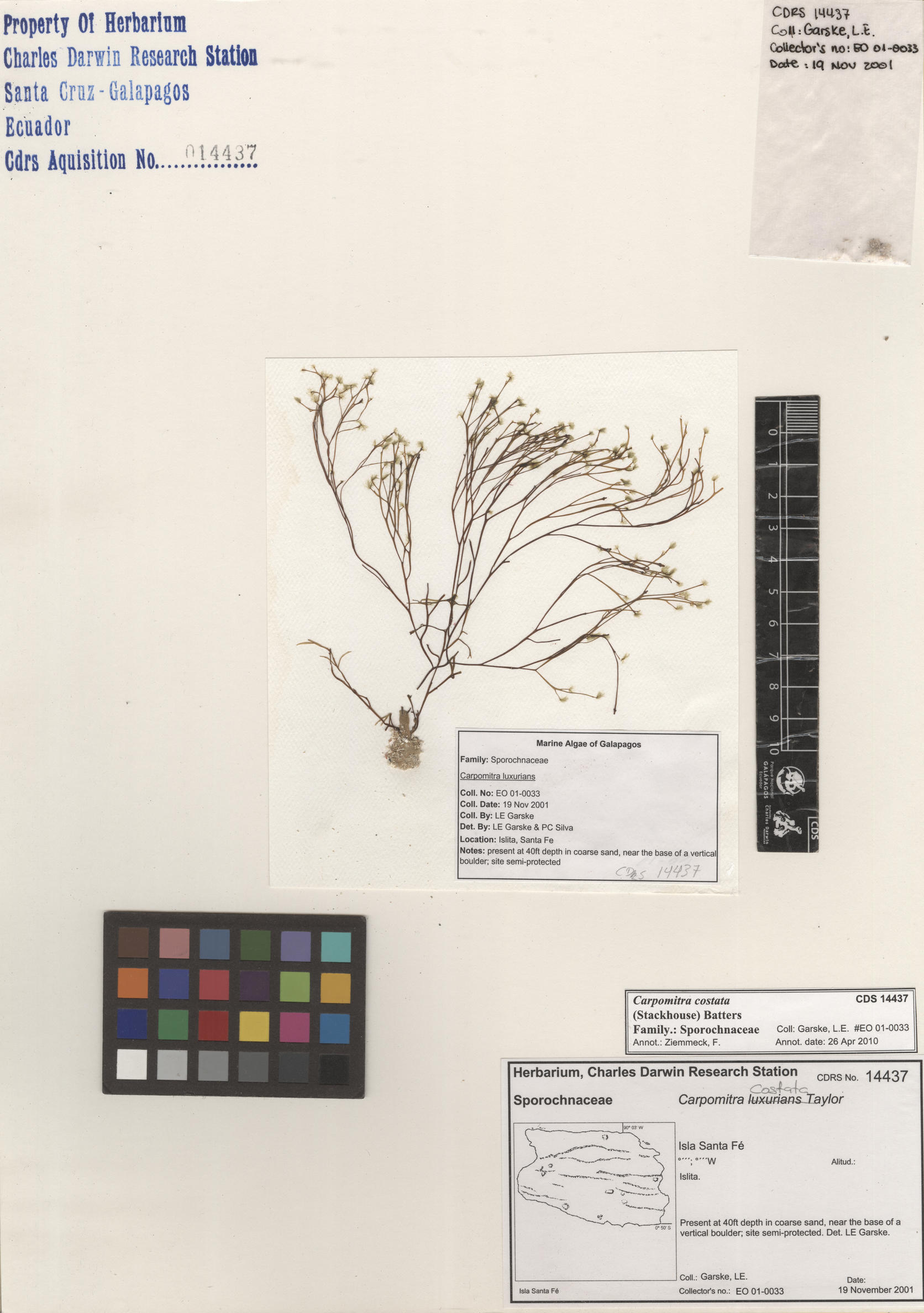  Carpomitra costata , CDS specimen herbarium. Photo: Bravo, L..