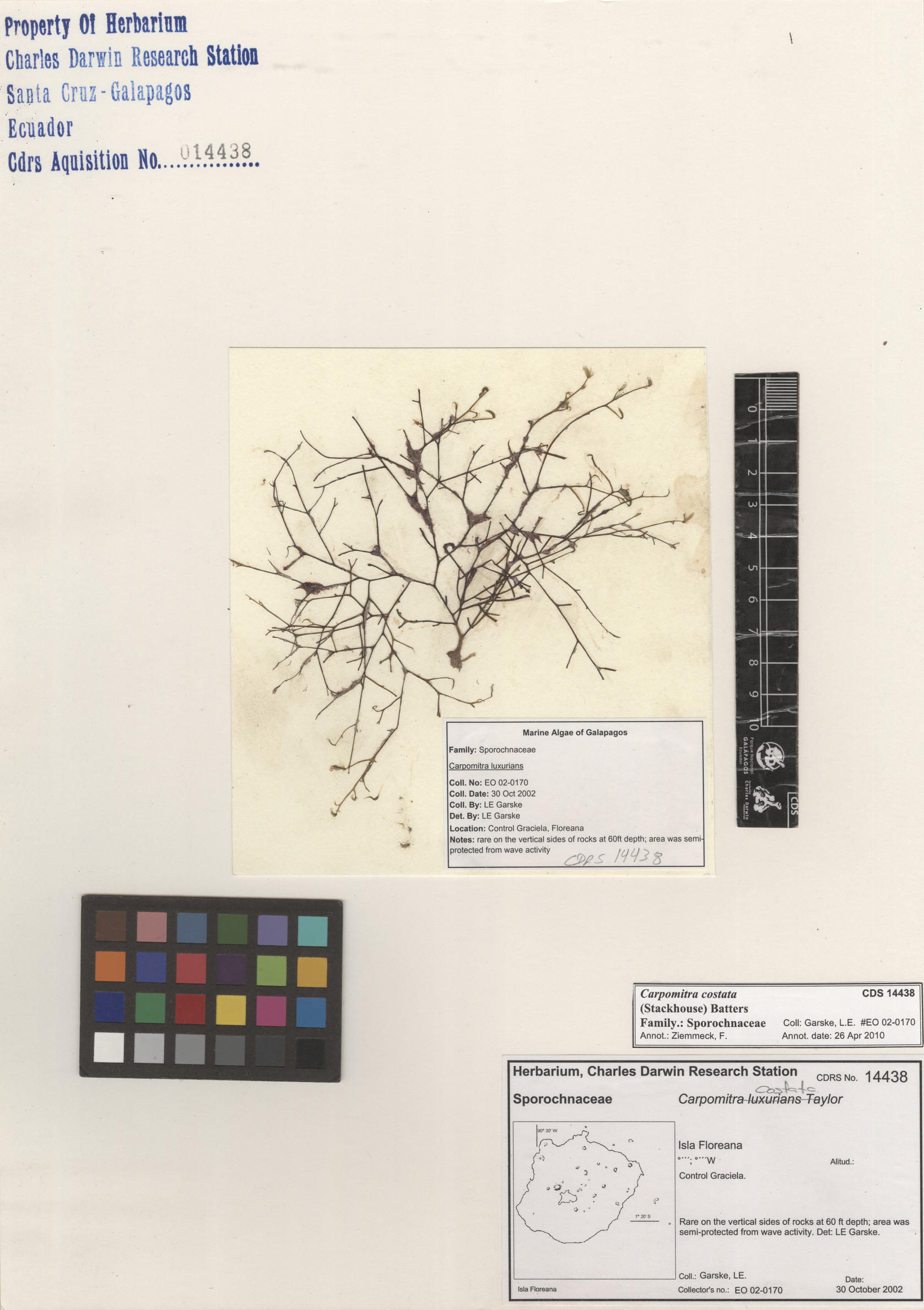  Carpomitra costata , CDS specimen herbarium. Photo: Bravo, L..