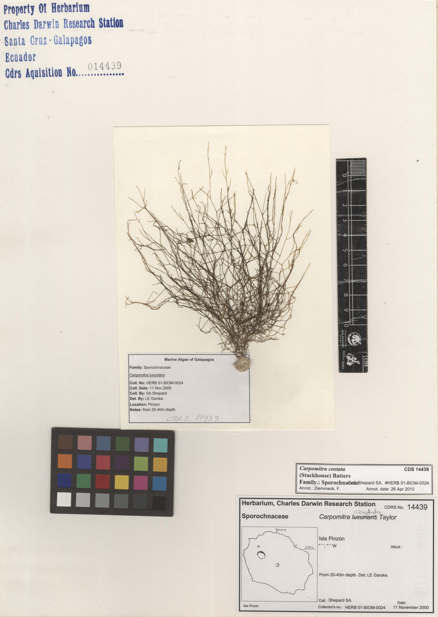  Carpomitra costata , CDS specimen herbarium. Photo: Bravo, L..