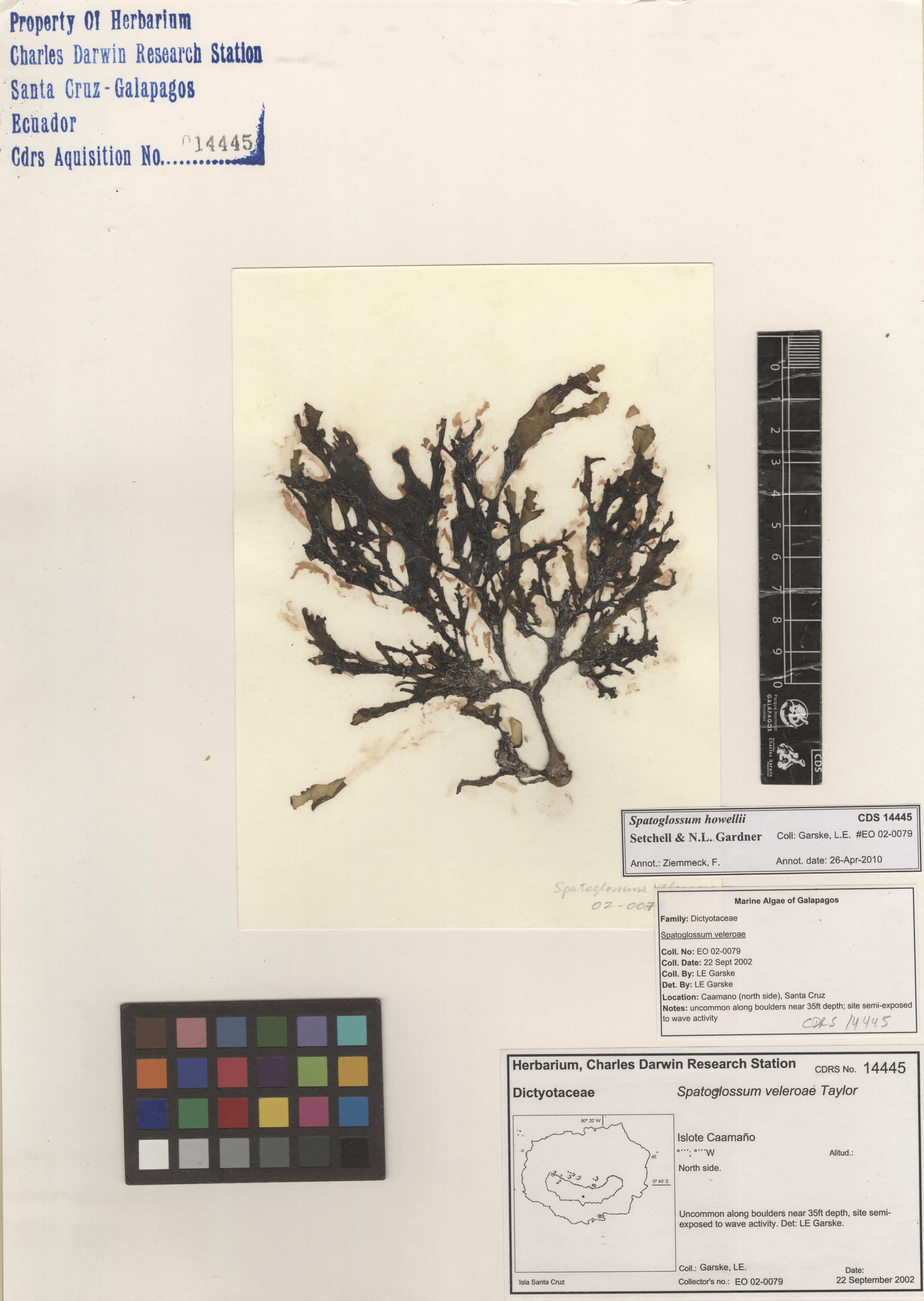 Spatoglossum howellii , CDS specimen herbarium. Photo: Bravo, L..