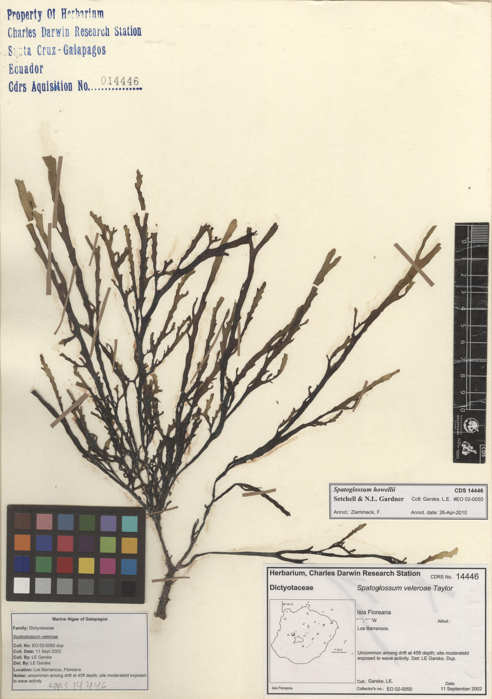 Spatoglossum howellii , CDS specimen herbarium. Photo: Bravo, L..