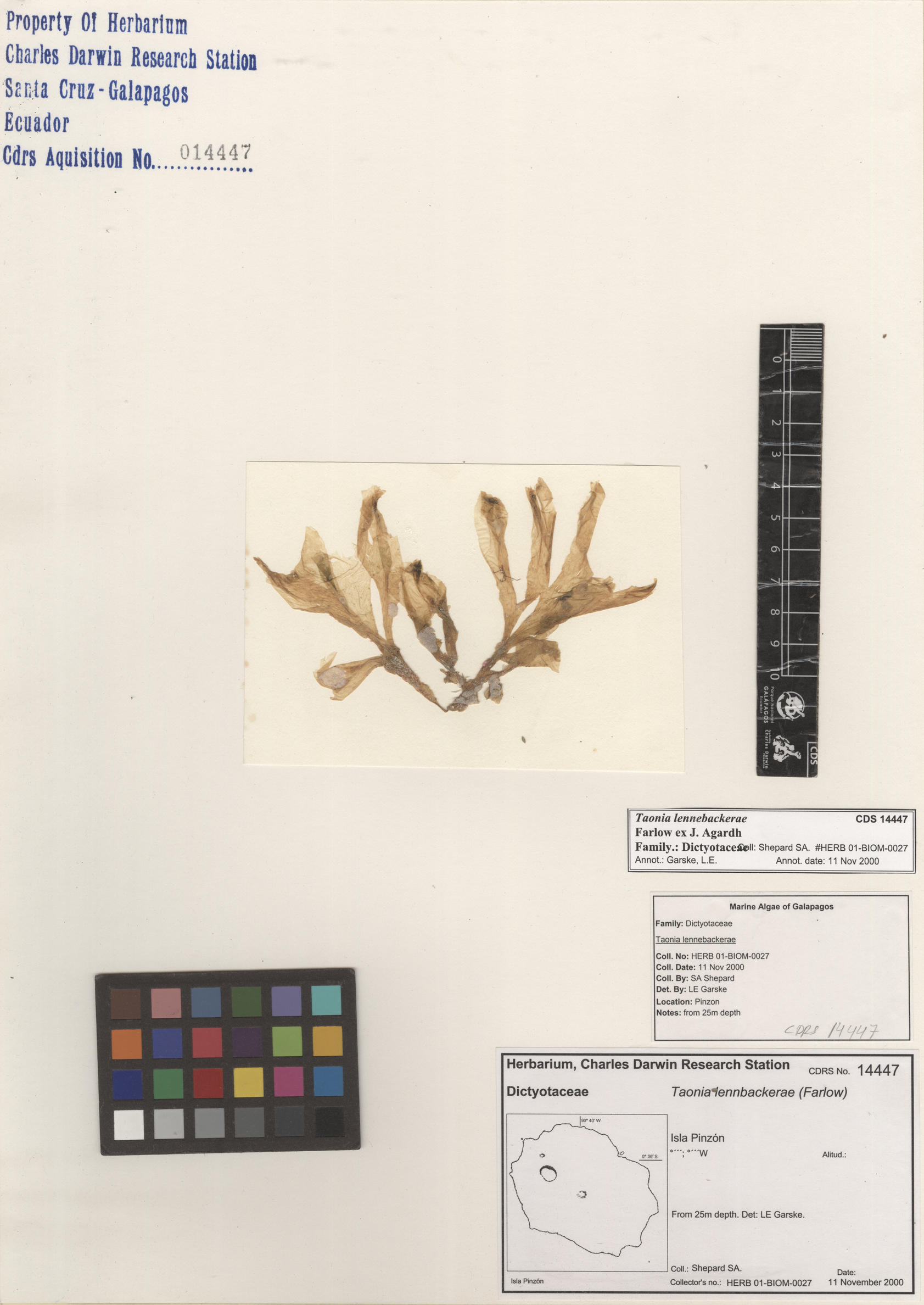  Taonia lennebackerae , CDS specimen herbarium. Photo: Bravo, L..