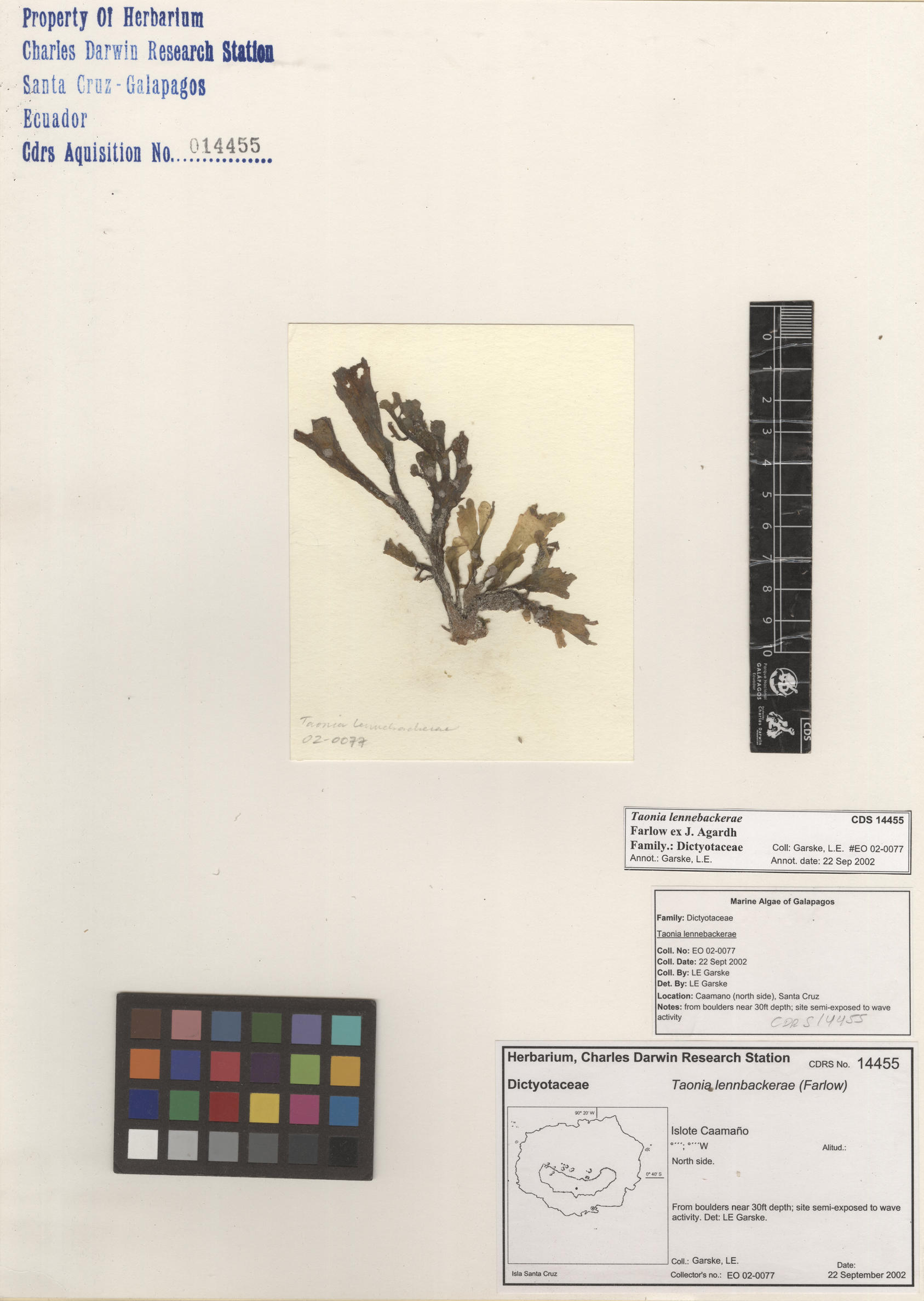  Taonia lennebackerae , CDS specimen herbarium. Photo: Bravo, L..