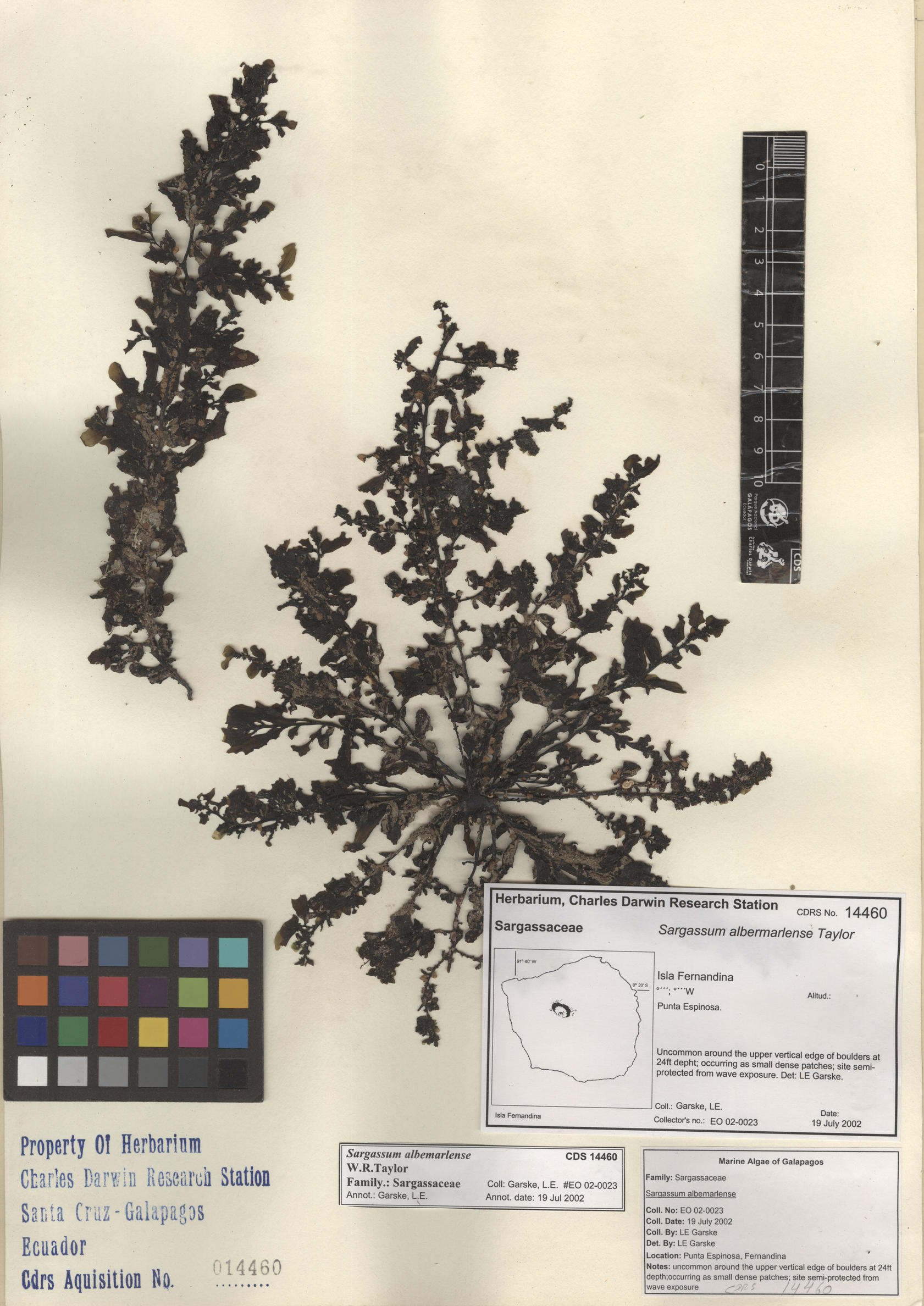  Sargassum albemarlense , CDS specimen herbarium. Photo: Bravo, L..
