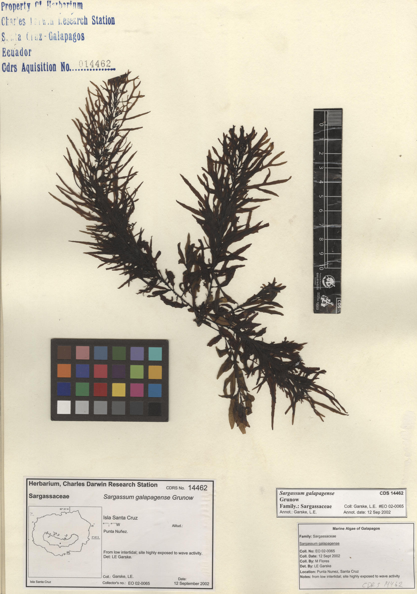 Sargassum galapagense , CDS especimen de herbario. Foto: Bravo, L..
