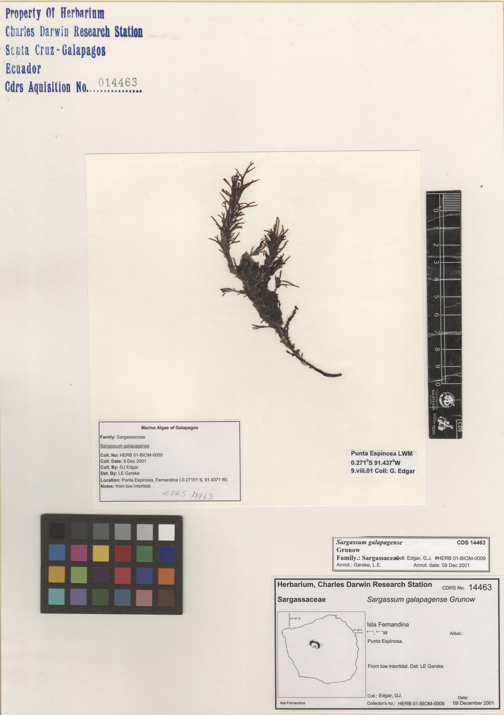 Sargassum galapagense , CDS especimen de herbario. Foto: Bravo, L..