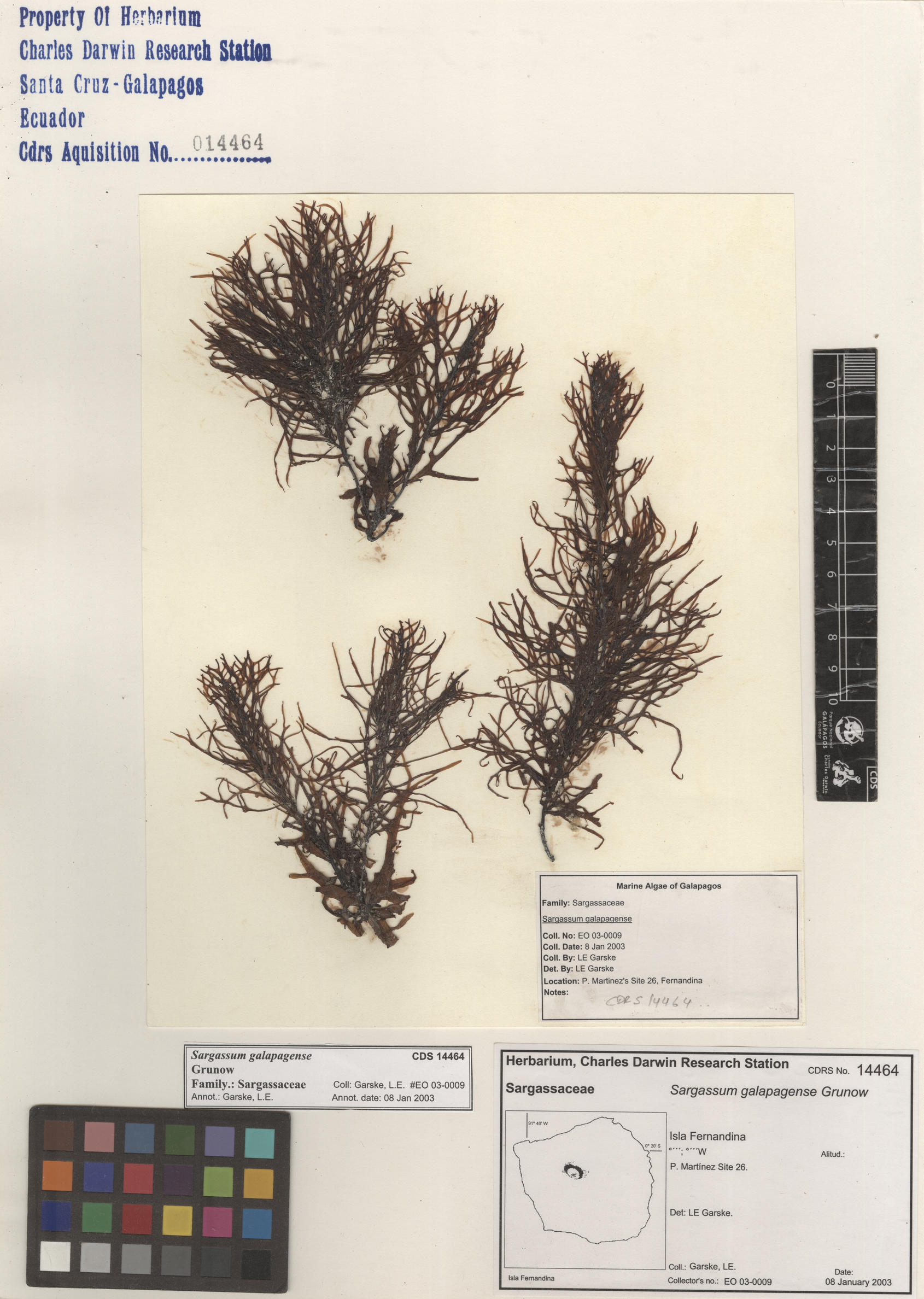 Sargassum galapagense , CDS especimen de herbario. Foto: Bravo, L..