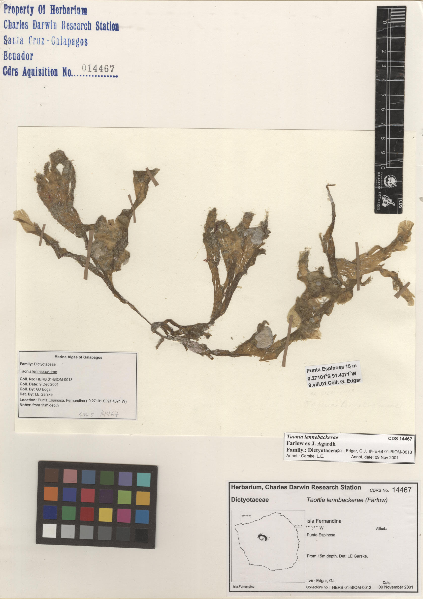  Taonia lennebackerae , CDS specimen herbarium. Photo: Bravo, L..