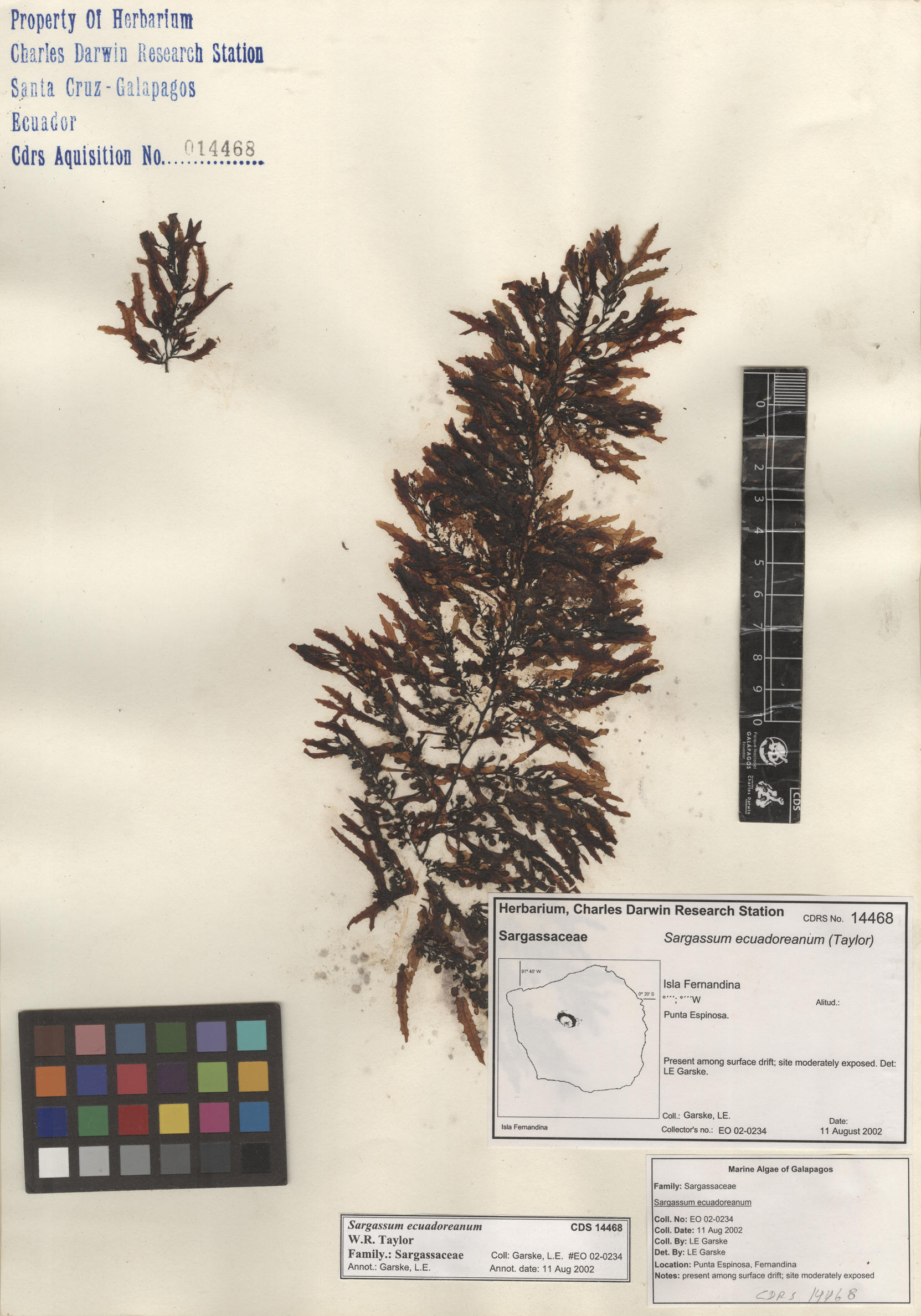  Sargassum ecuadoreanum , CDS especimen de herbario. Foto: Bravo, L..