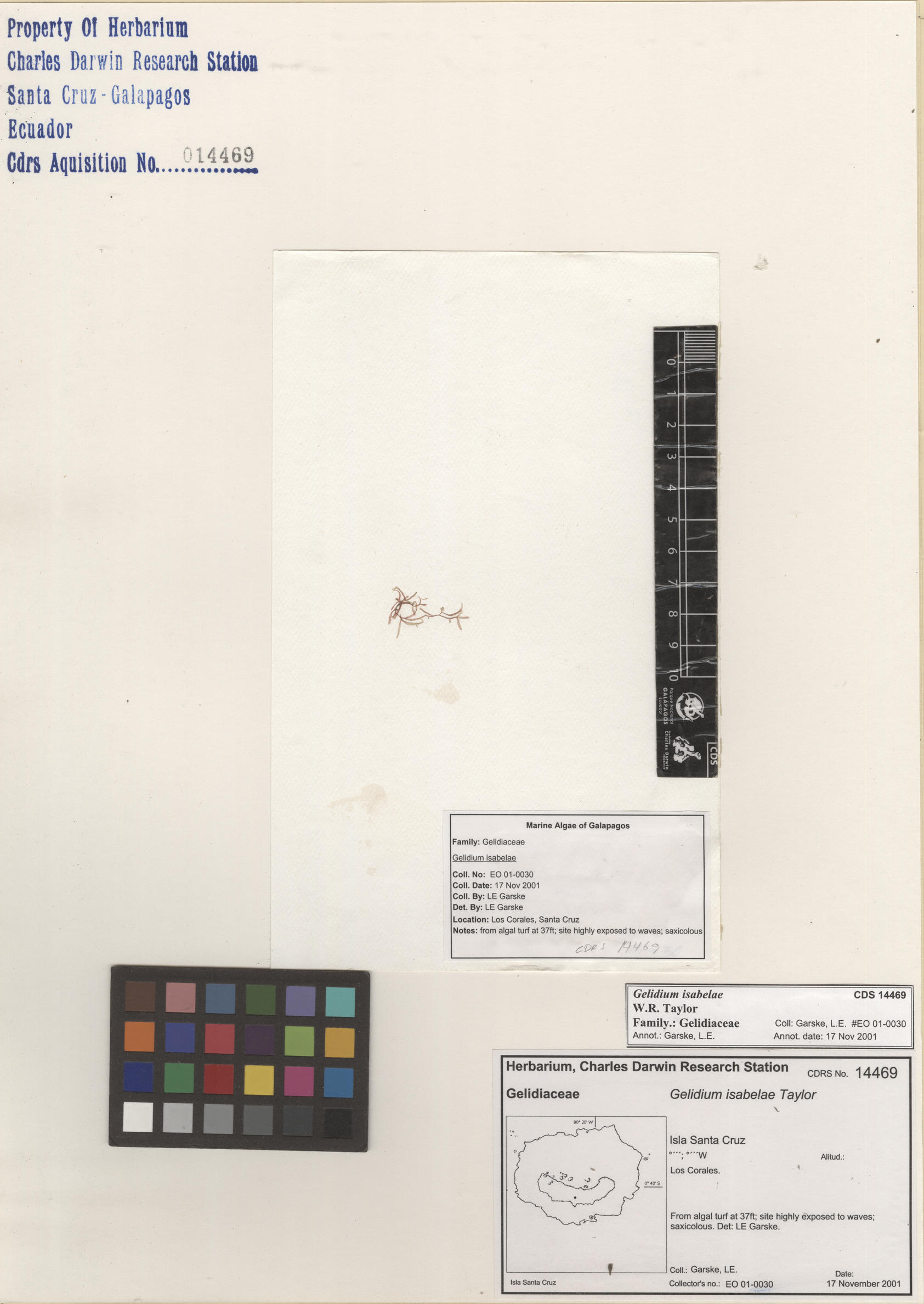  Gelidium isabelae , CDS specimen herbarium. Photo: Bravo, L..