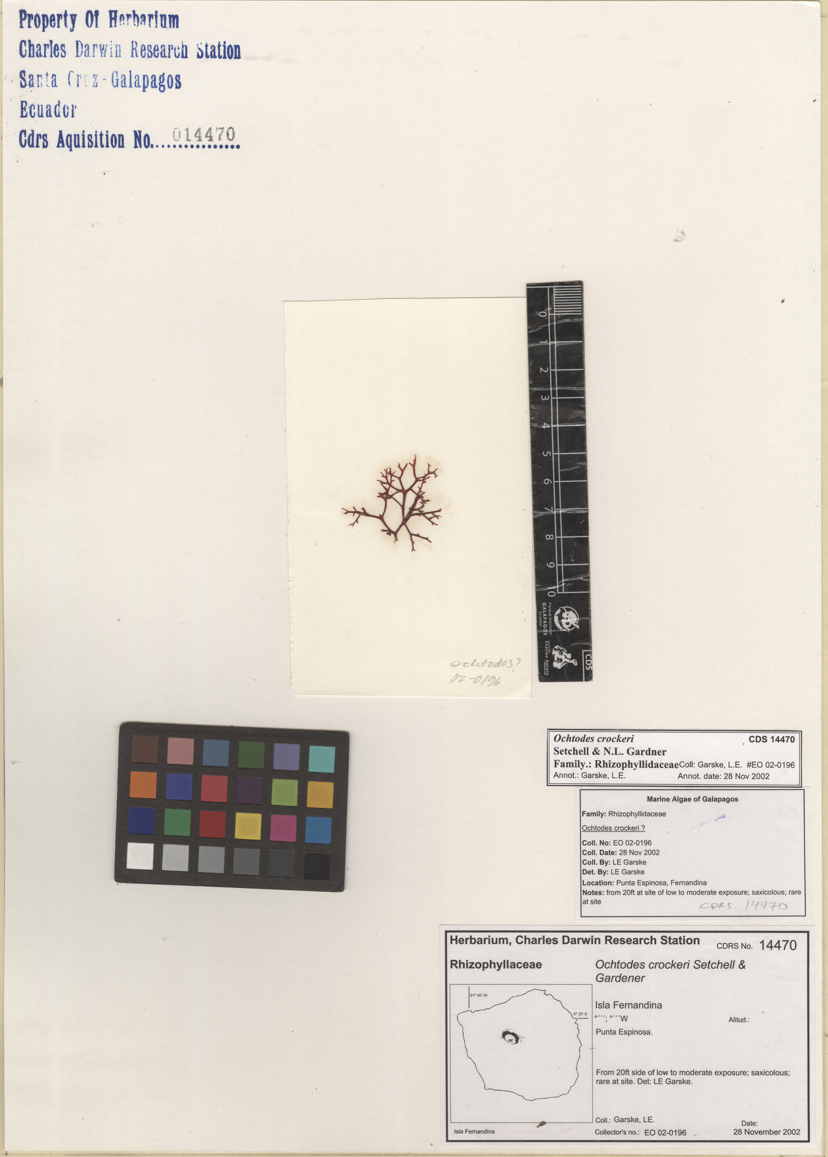  Ochtodes crockeri , CDS specimen herbarium. Photo: Bravo, L..