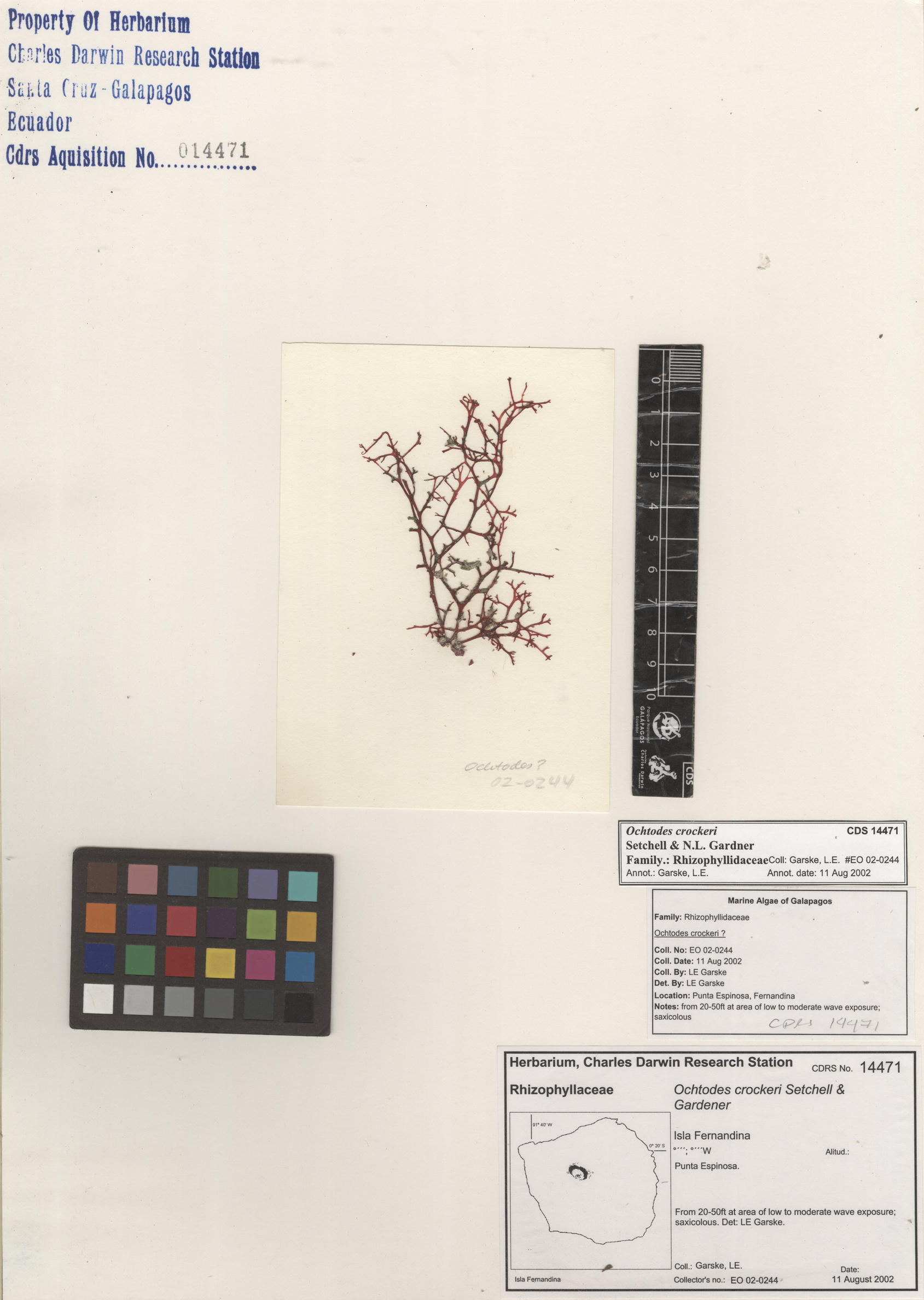  Ochtodes crockeri , CDS specimen herbarium. Photo: Bravo, L..