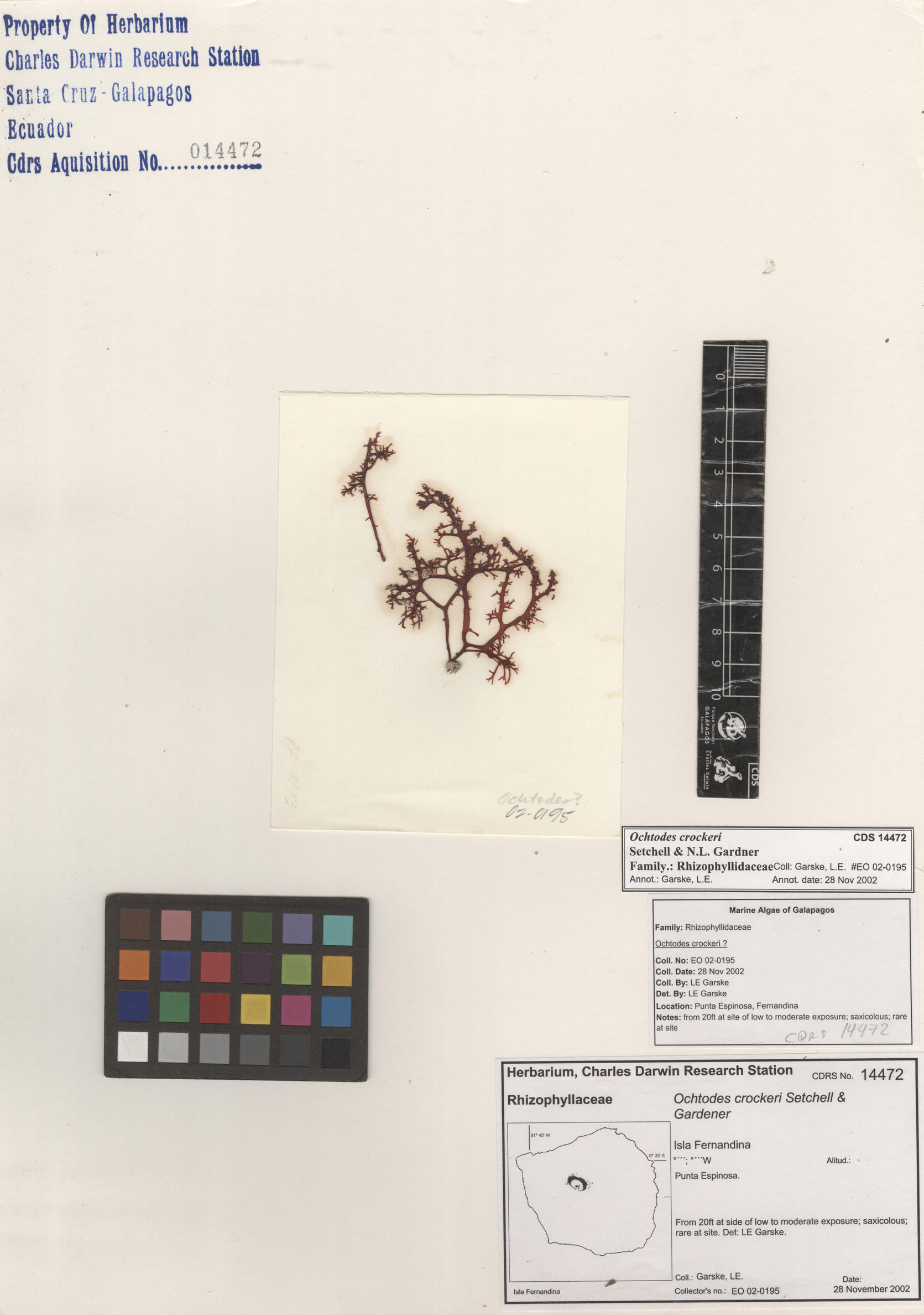  Ochtodes crockeri , CDS specimen herbarium. Photo: Bravo, L..