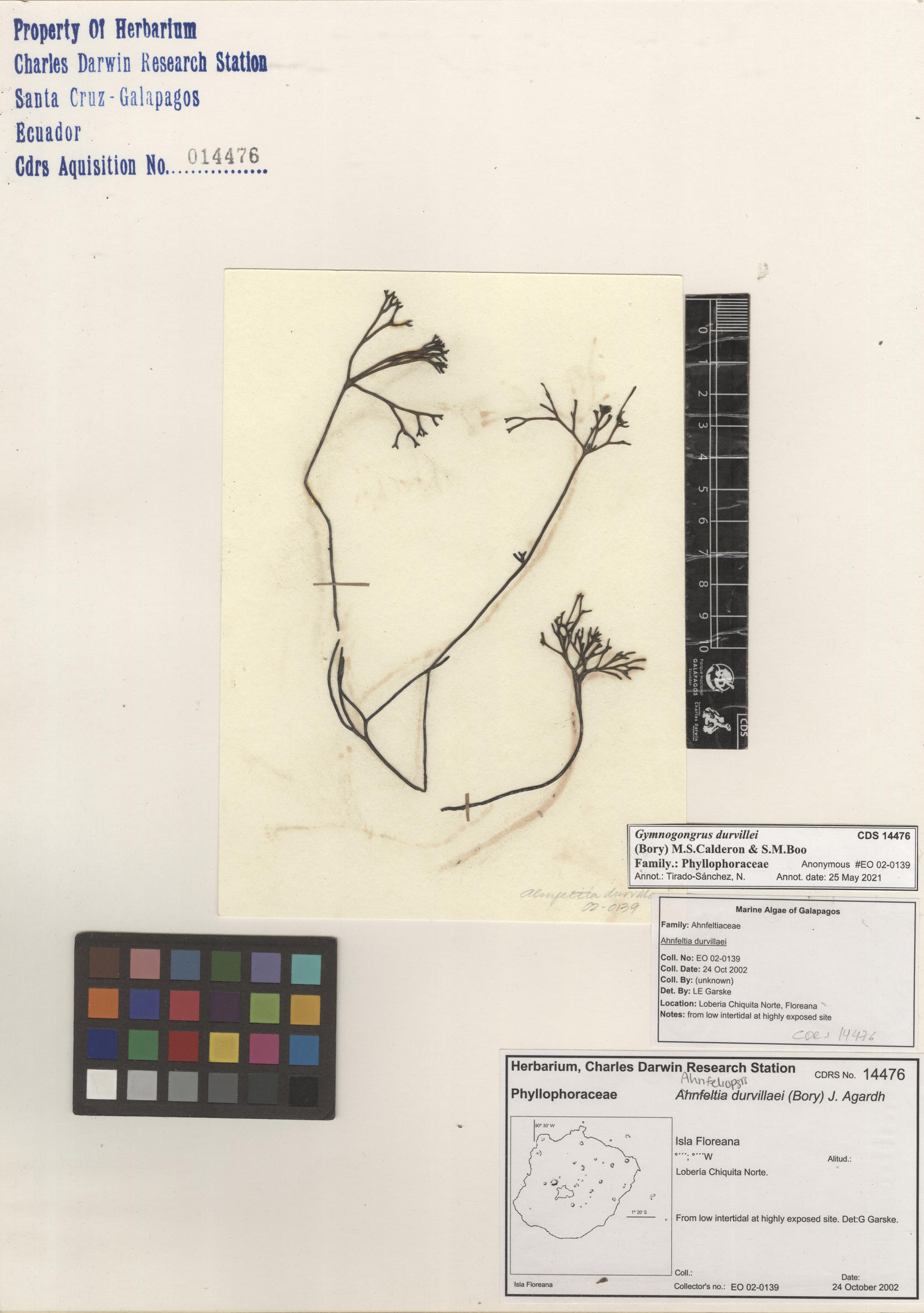 Gymnogongrus durvillei, CDS especimen de herbario. Foto: Bravo, L..