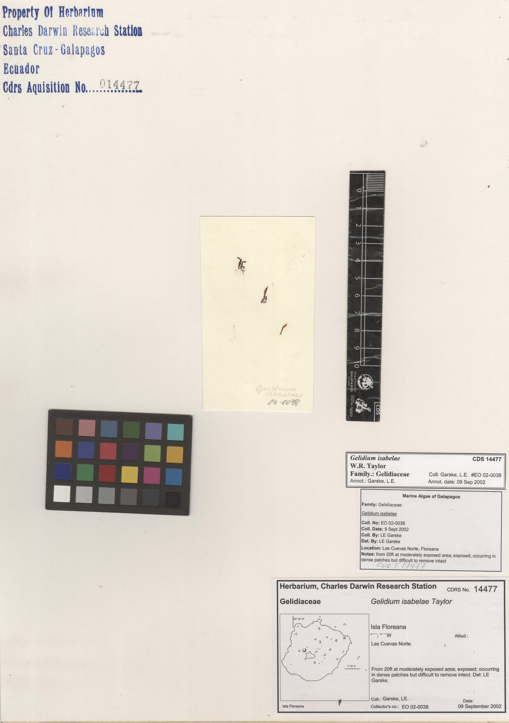  Gelidium isabelae , CDS specimen herbarium. Photo: Bravo, L..