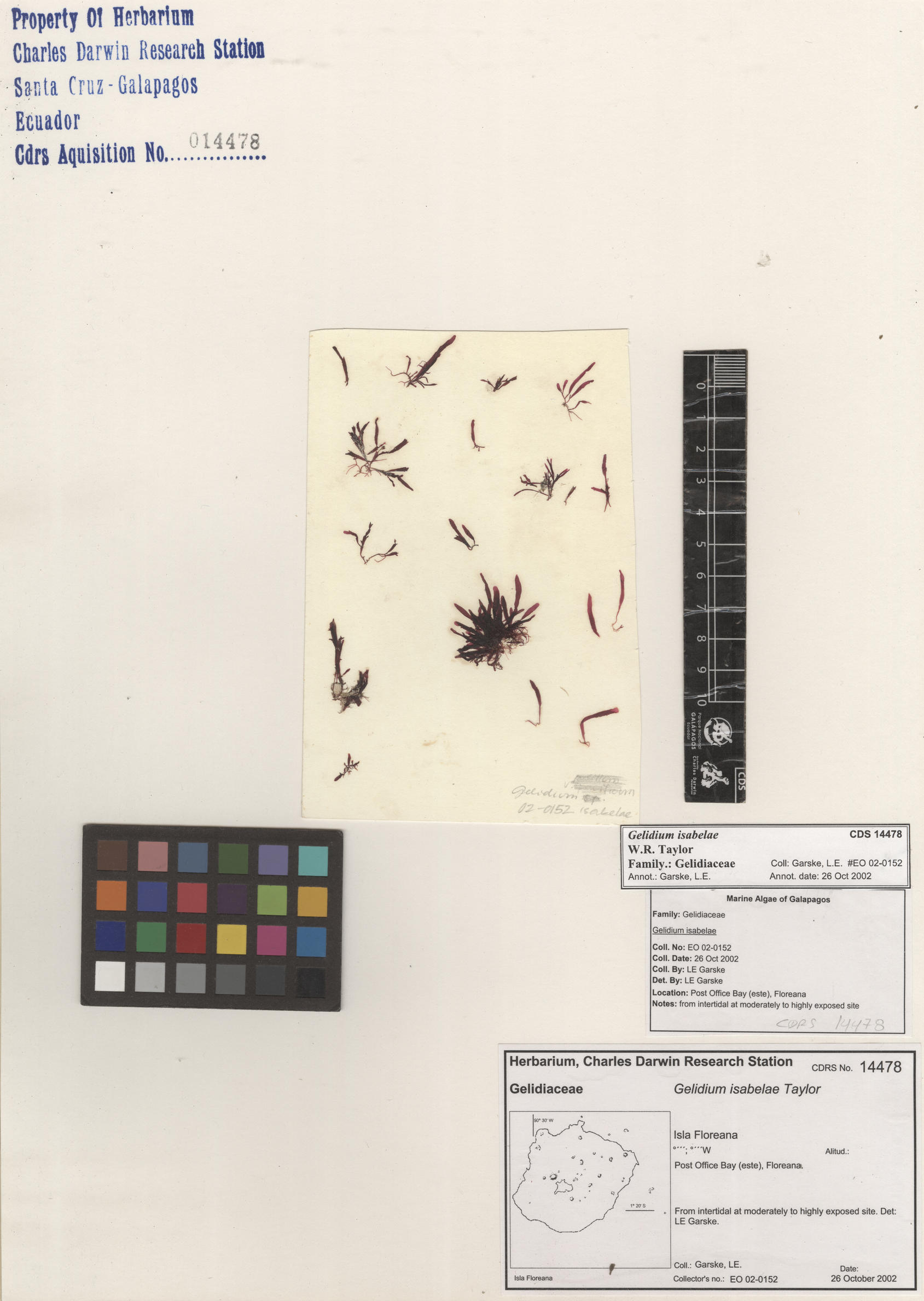  Gelidium isabelae , CDS specimen herbarium. Photo: Bravo, L..