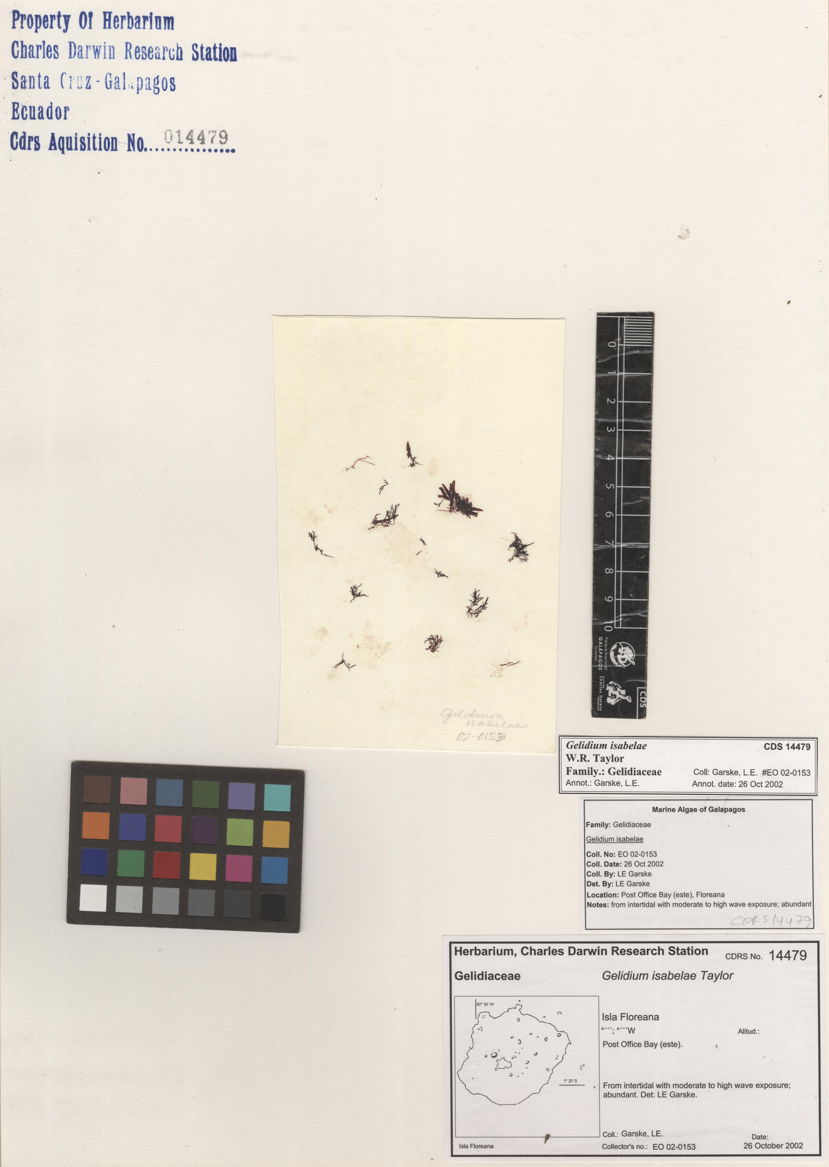  Gelidium isabelae , CDS specimen herbarium. Photo: Bravo, L..