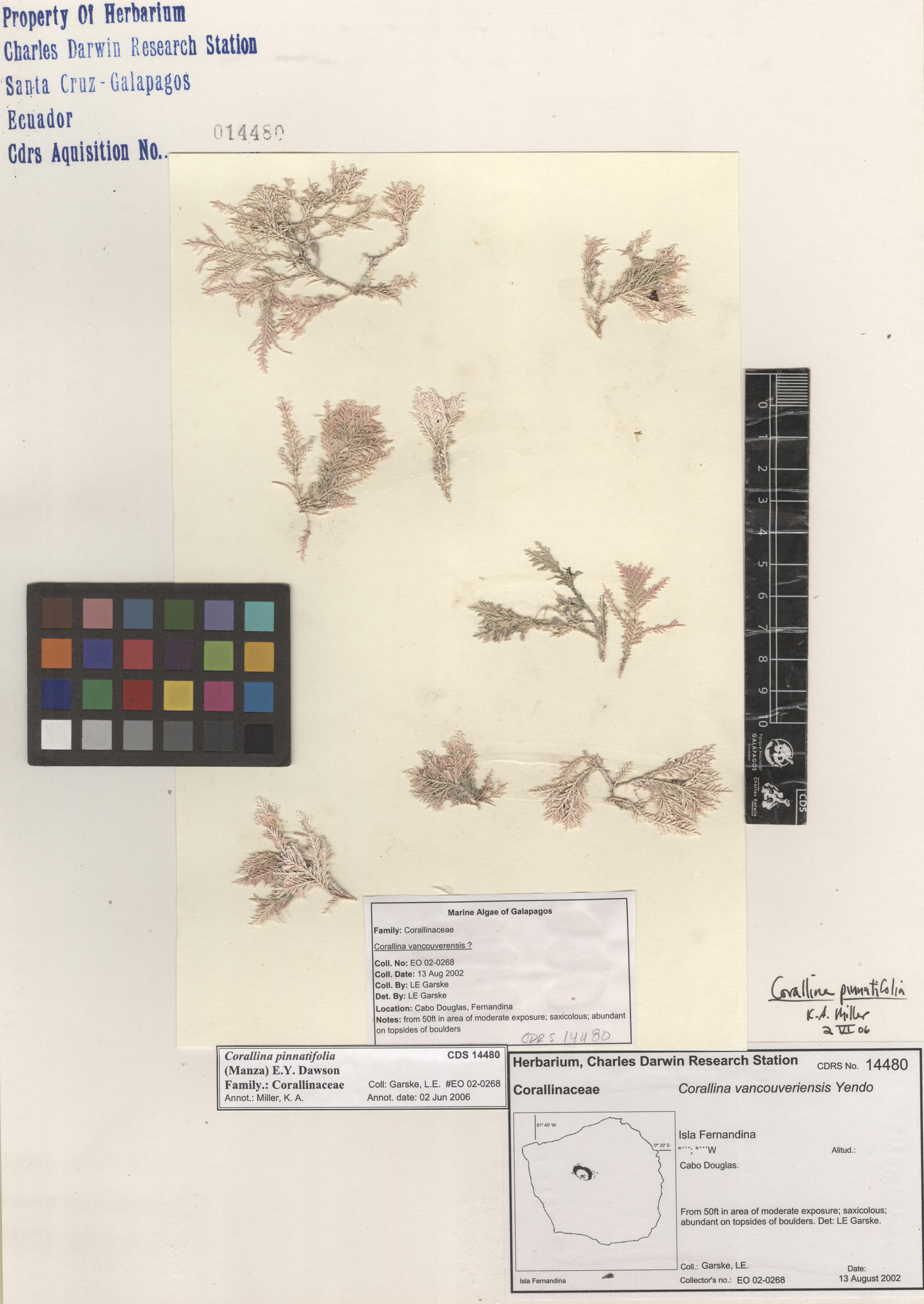  Corallina pinnatifolia , CDS especimen de herbario. Foto: Bravo, L..