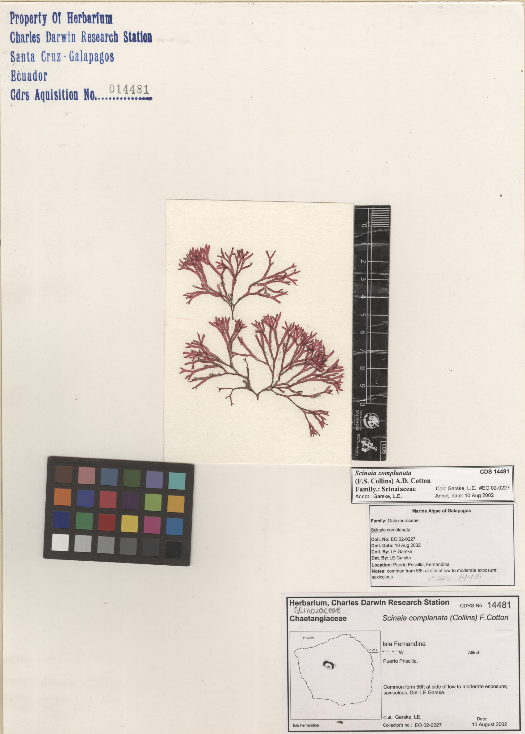  Scinaia complanata , CDS specimen herbarium. Photo: Bravo, L..