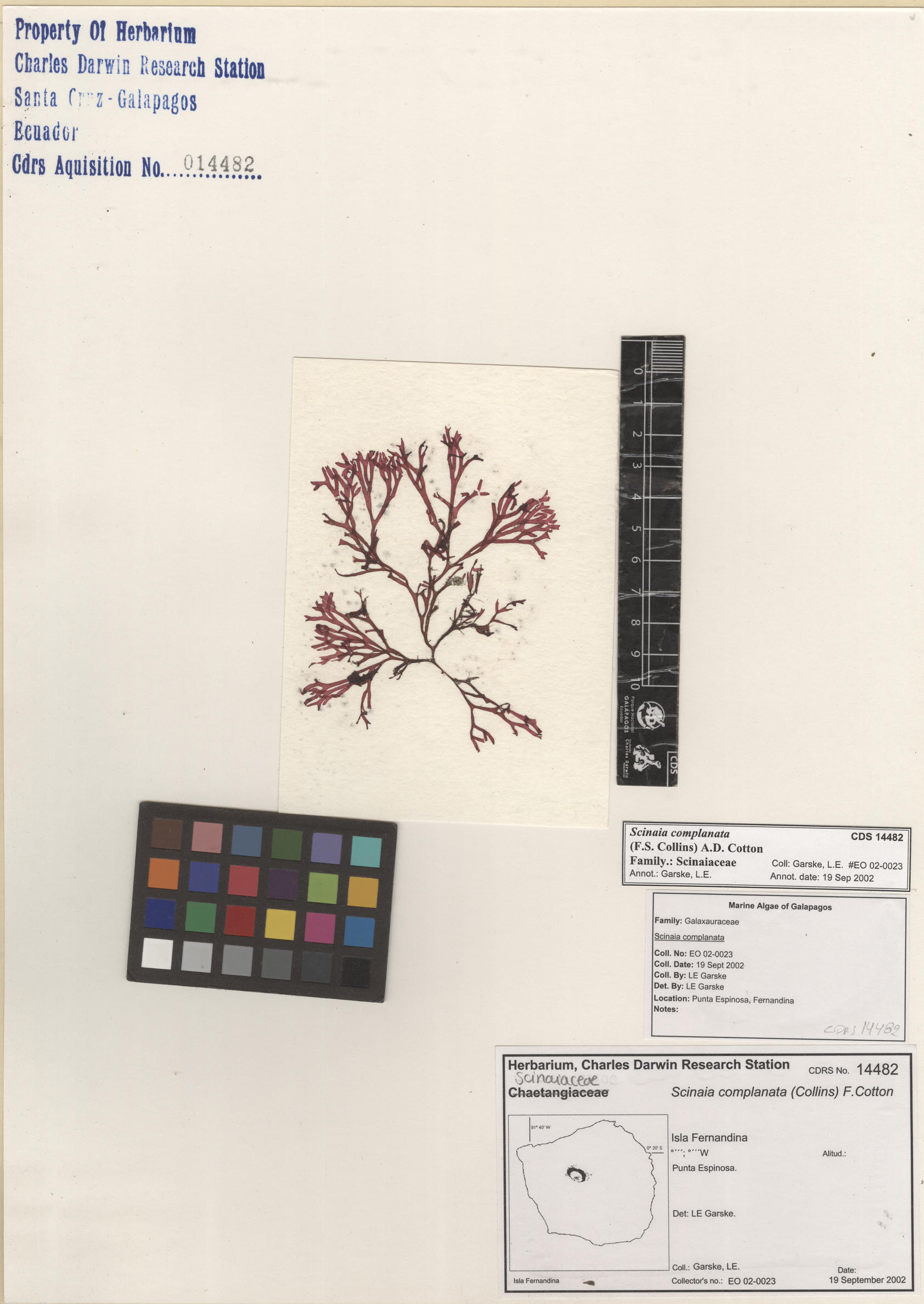  Scinaia complanata , CDS specimen herbarium. Photo: Bravo, L..