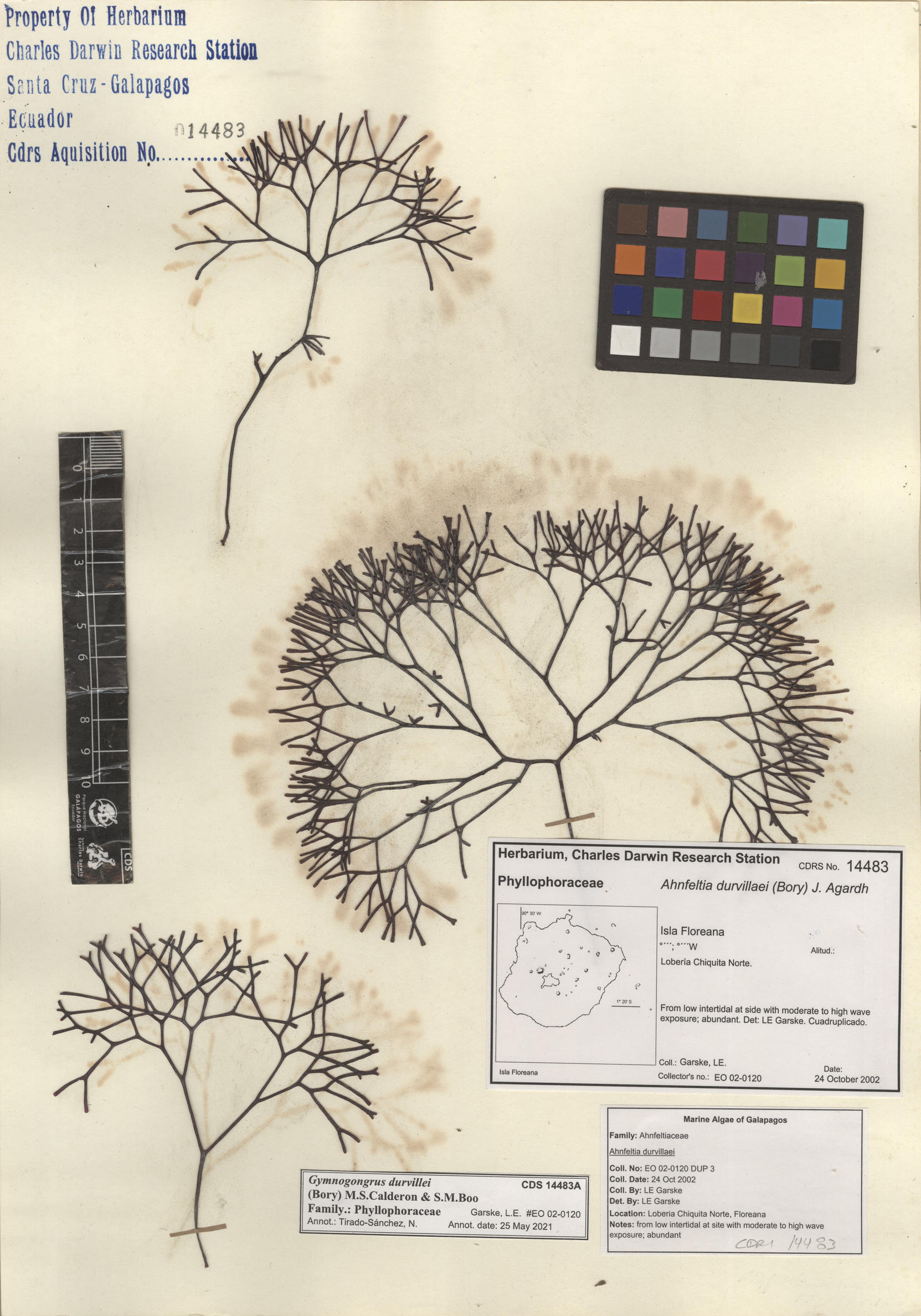 Gymnogongrus durvillei , CDS especimen de herbario. Foto: Bravo, L..