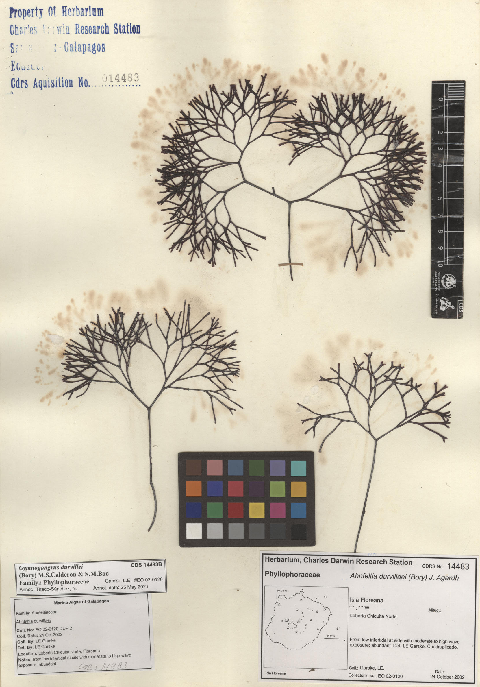 Gymnogongrus durvillei , CDS especimen de herbario. Foto: Bravo, L..
