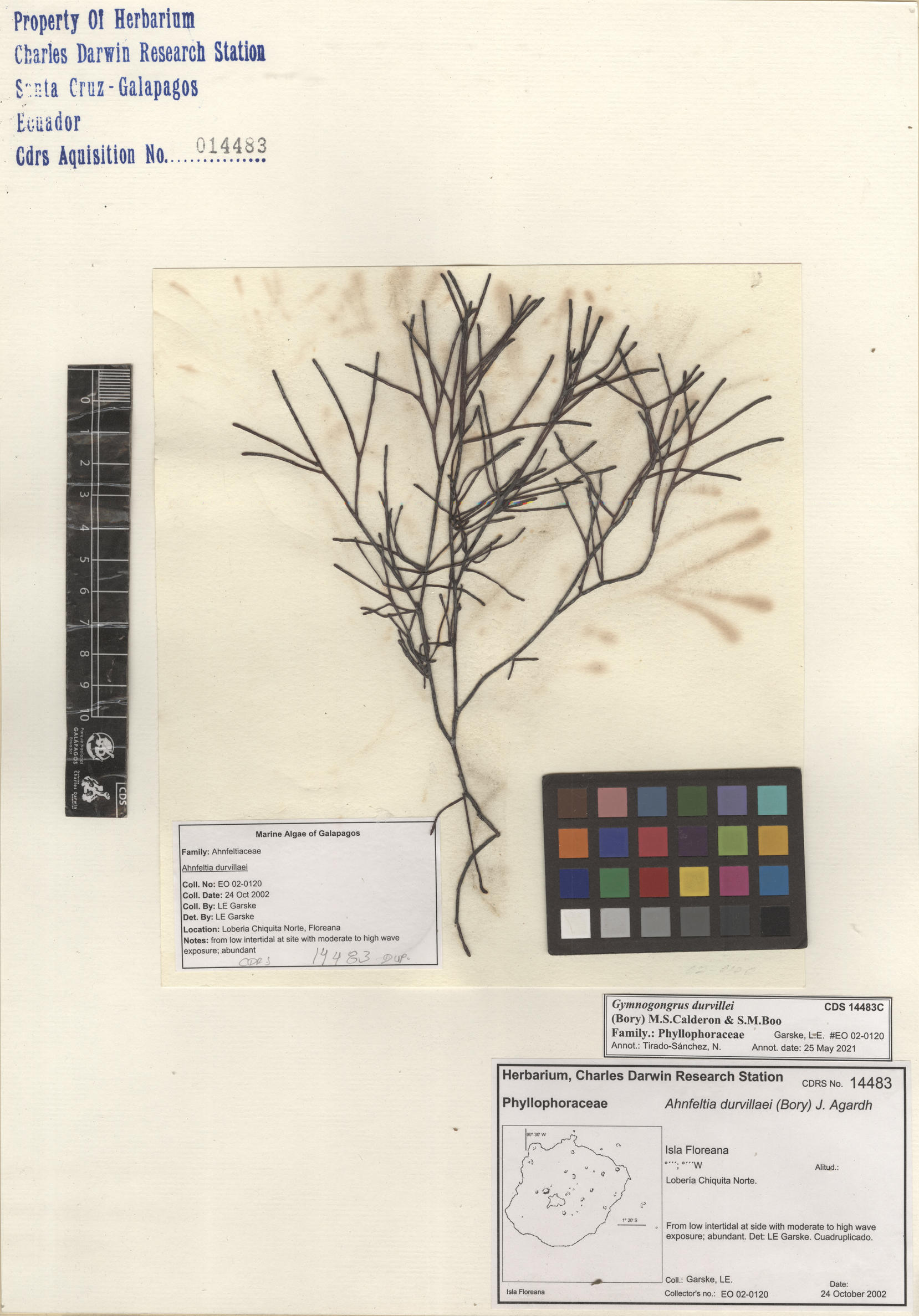 Gymnogongrus durvillei , CDS especimen de herbario. Foto: Bravo, L..