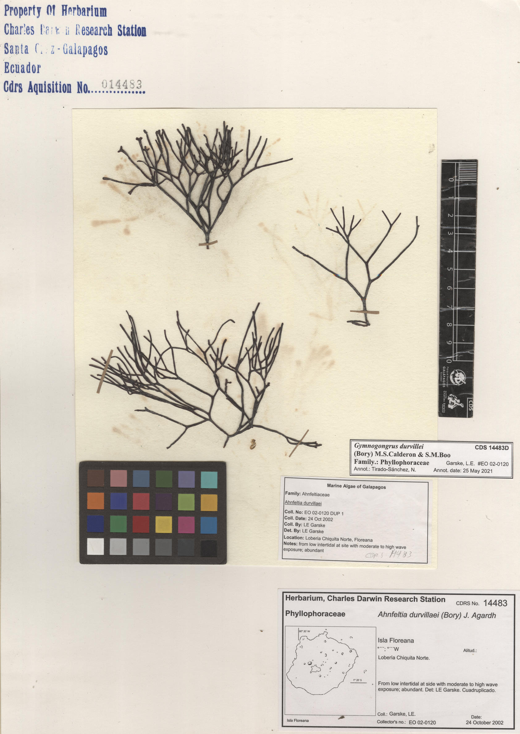 Gymnogongrus durvillei , CDS especimen de herbario. Foto: Bravo, L..