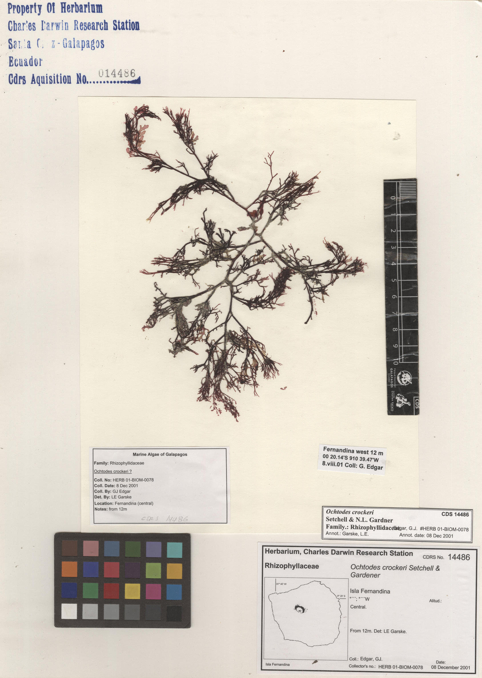  Ochtodes crockeri , CDS specimen herbarium. Photo: Bravo, L..