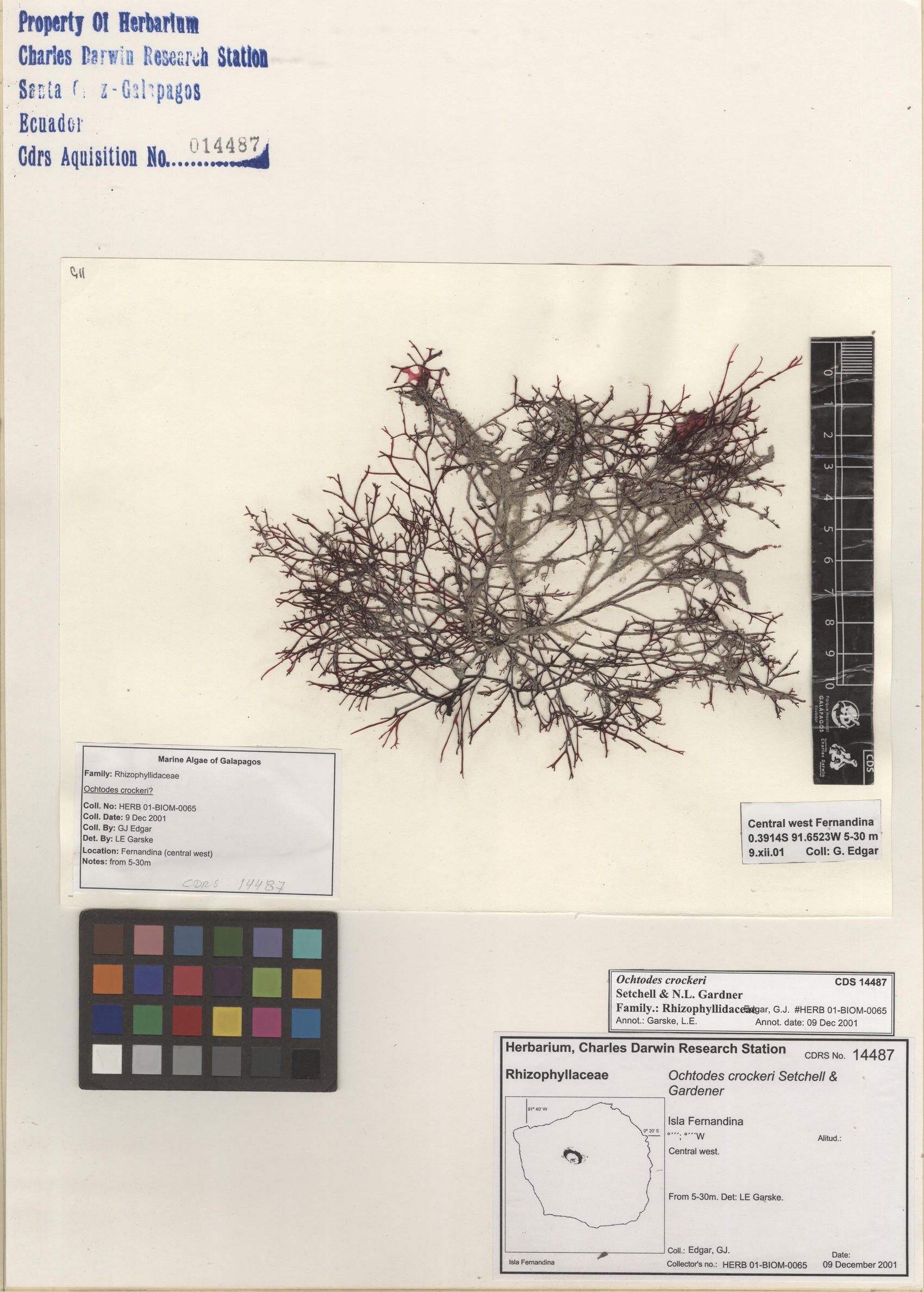 Ochtodes crockeri , CDS specimen herbarium. Photo: Bravo, L..