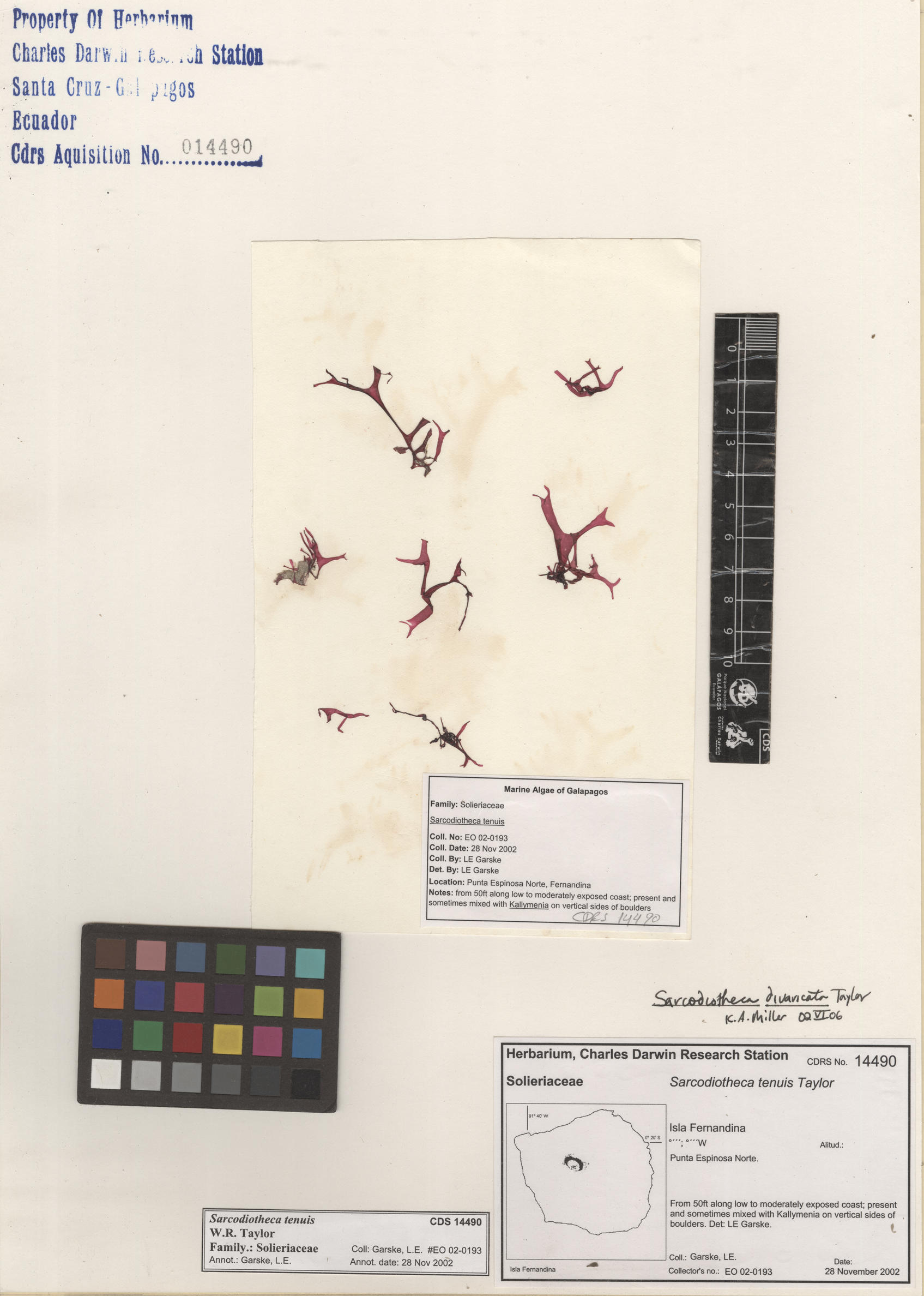  Sarcodiotheca tenuis , CDS specimen herbarium. Photo: Bravo, L..