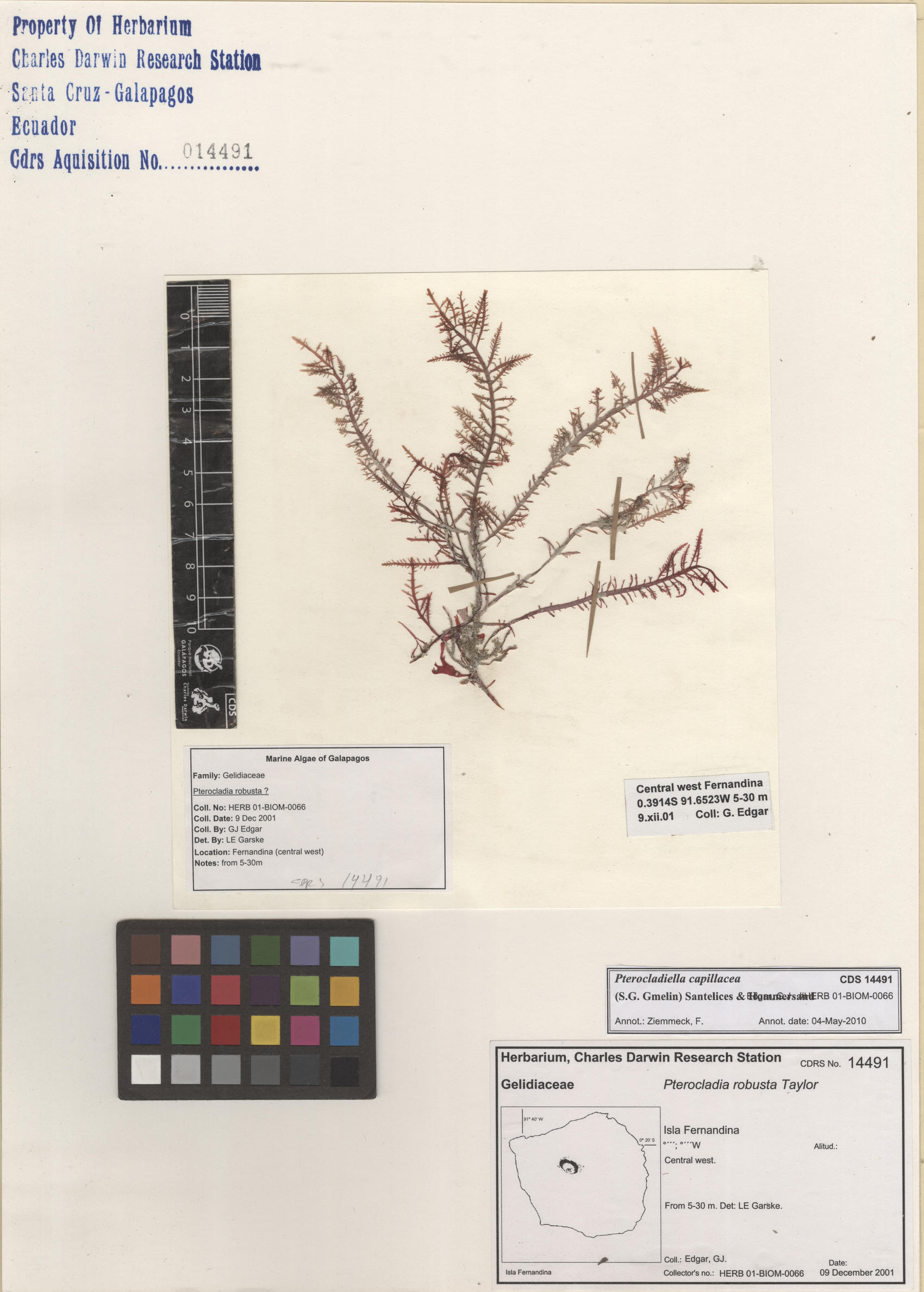 Pterocladiella capillacea , CDS especimen de herbario. Foto: Bravo, L..