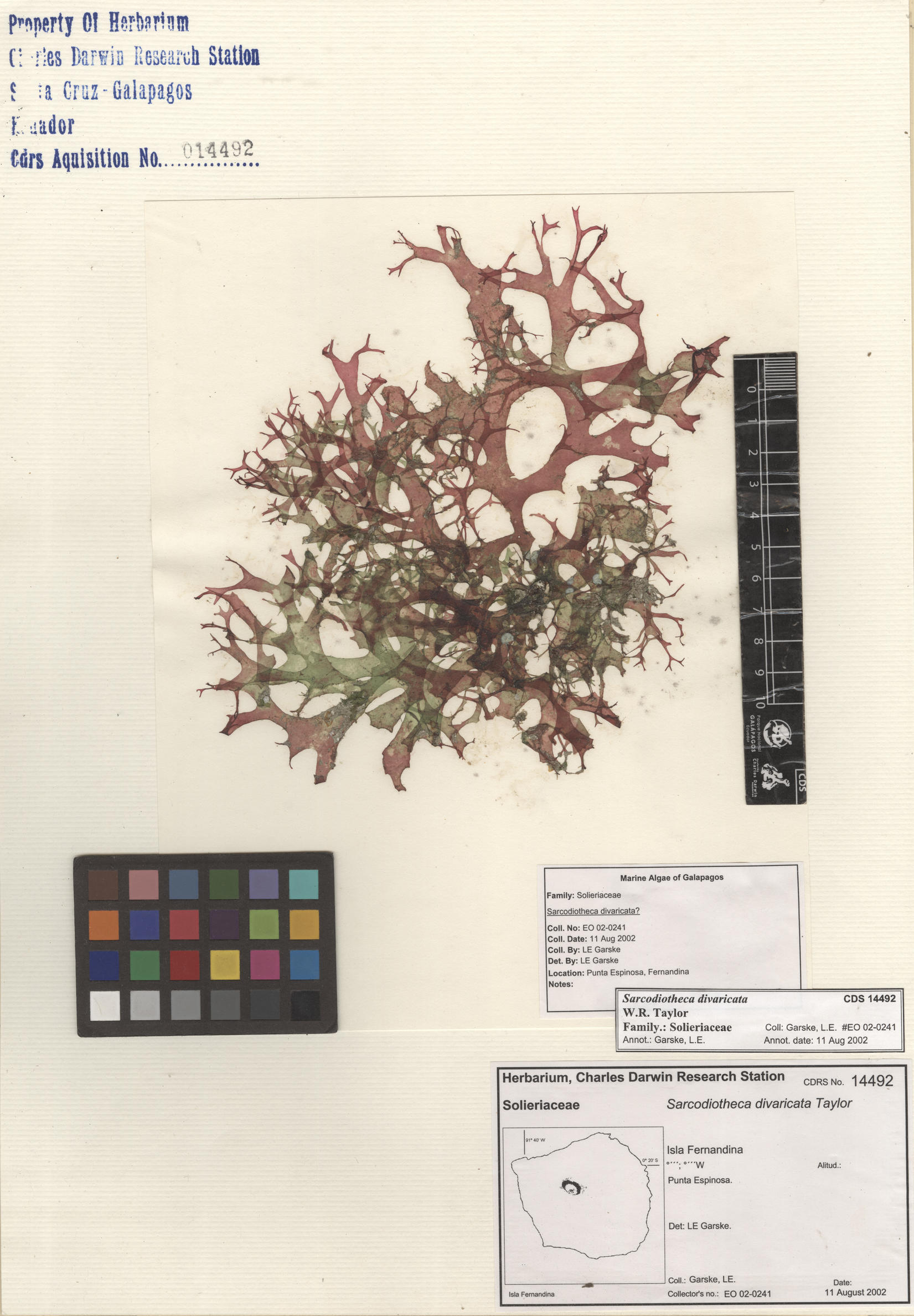 Sarcodiotheca divaricata , CDS specimen herbarium. Photo: Bravo, L..