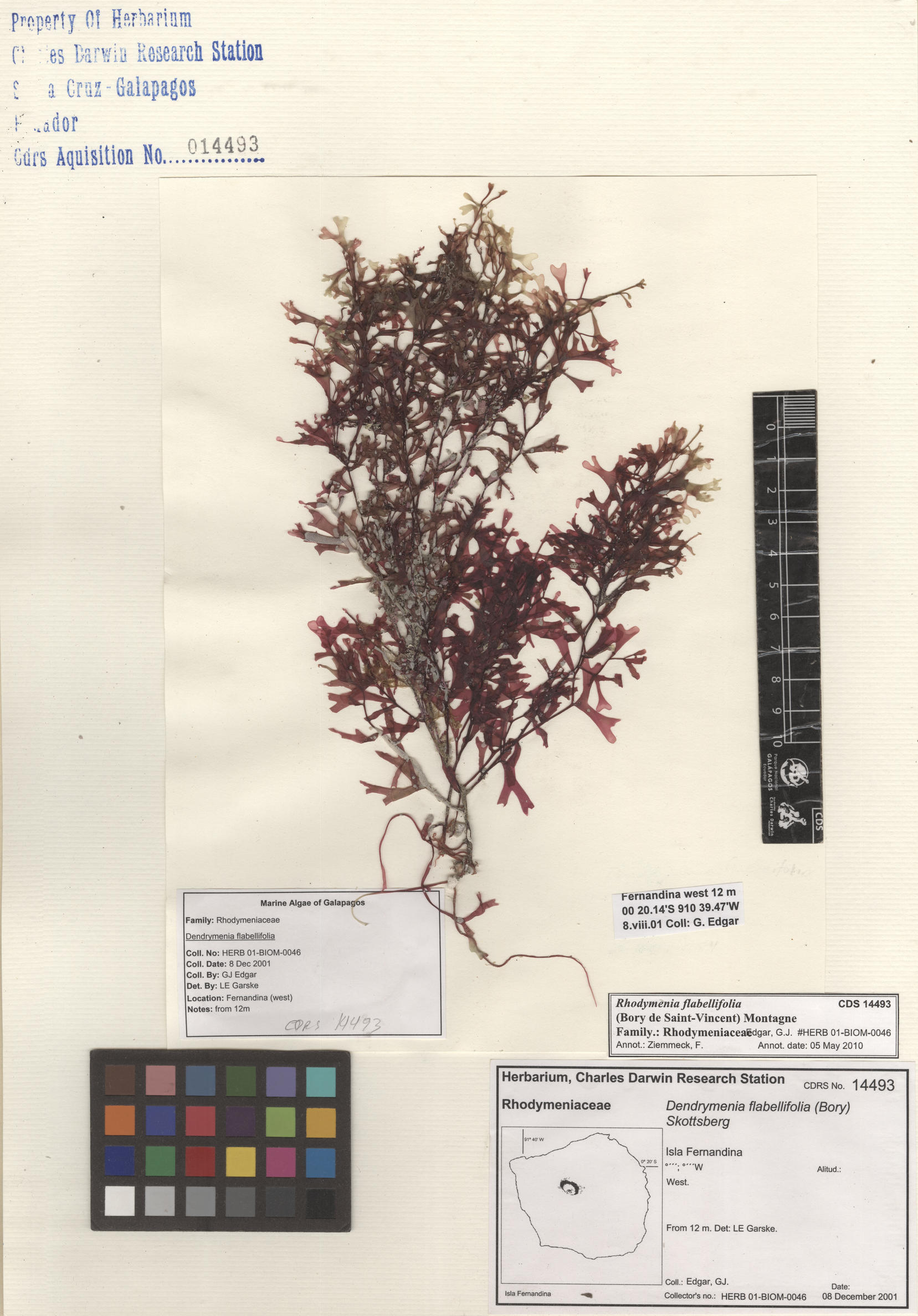  Rhodymenia flabellifolia , CDS specimen herbarium. Photo: Bravo, L..