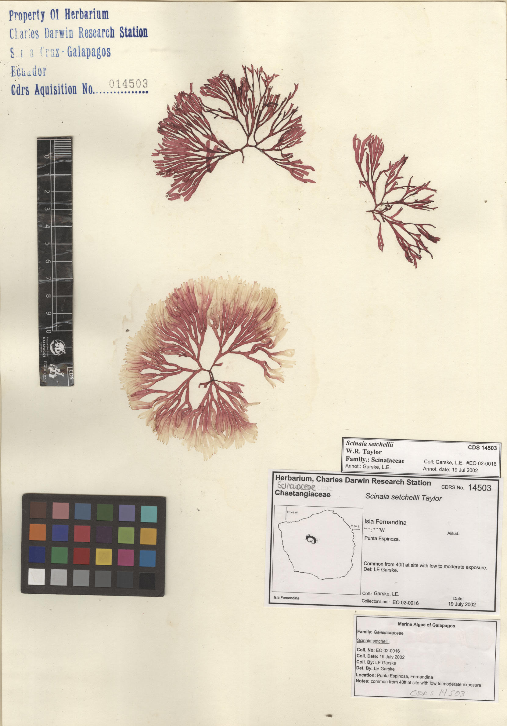  Scinaia setchellii , CDS specimen herbarium. Photo: Bravo, L..