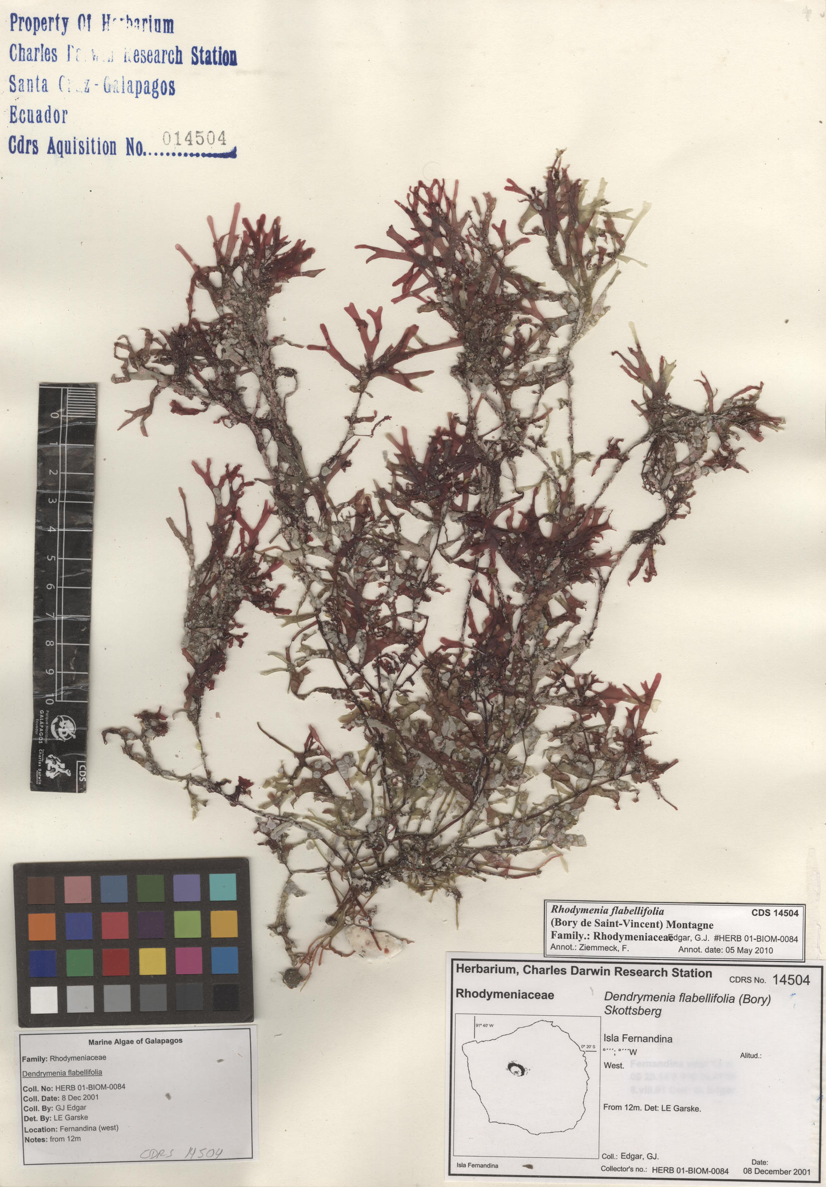  Rhodymenia flabellifolia , CDS specimen herbarium. Photo: Bravo, L..